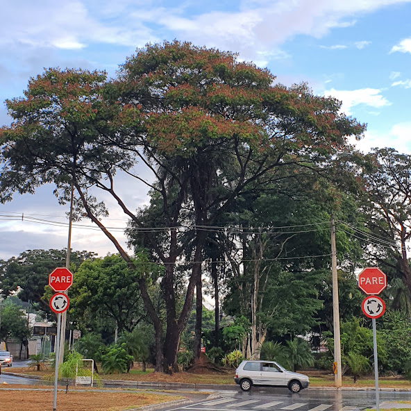 Copa da canafístula.