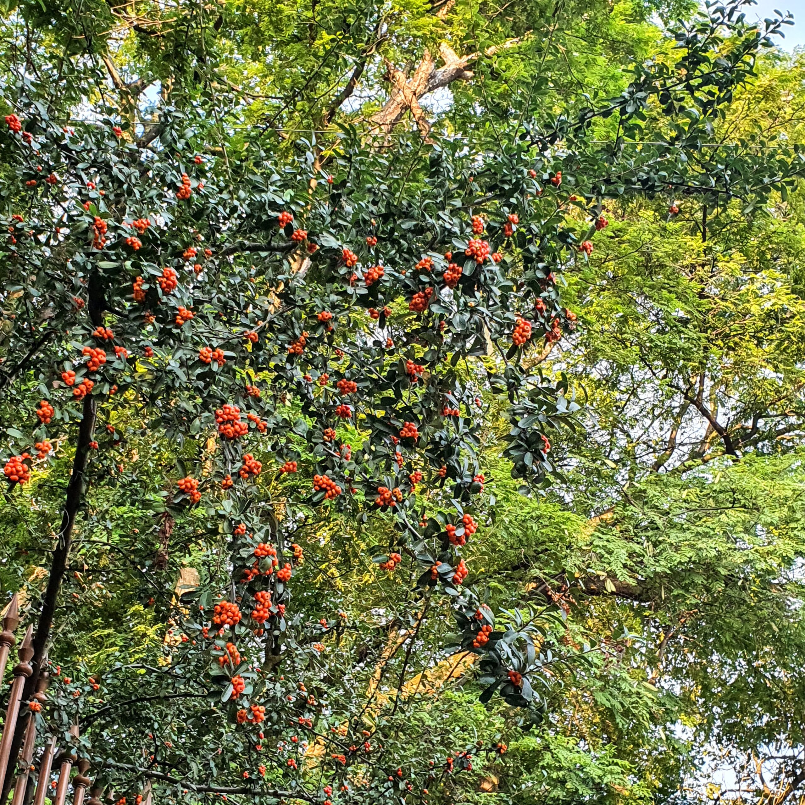 Frutos vermelhos do espinho-de-fogo.