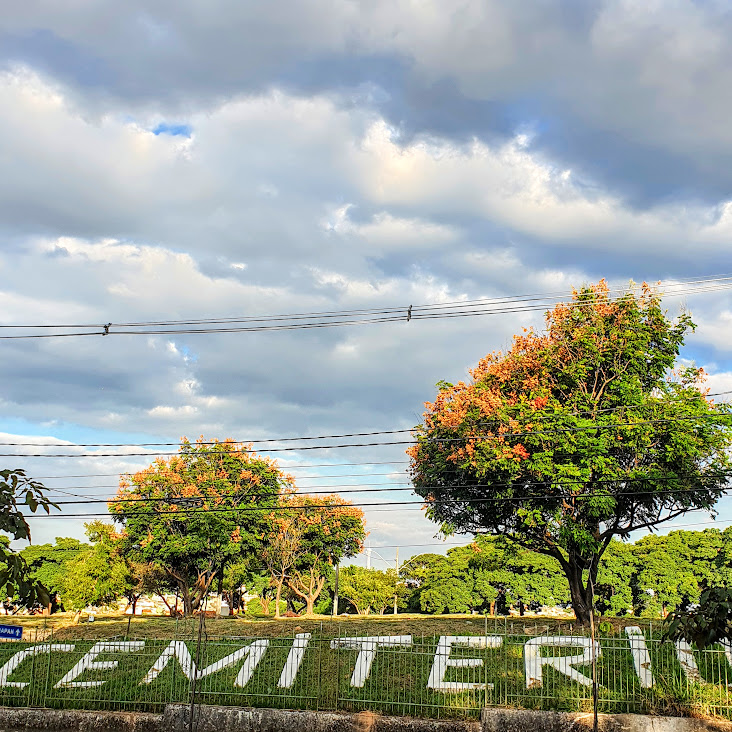 Árvores-de-3-cores enfeitando o Cemitério da Paz.