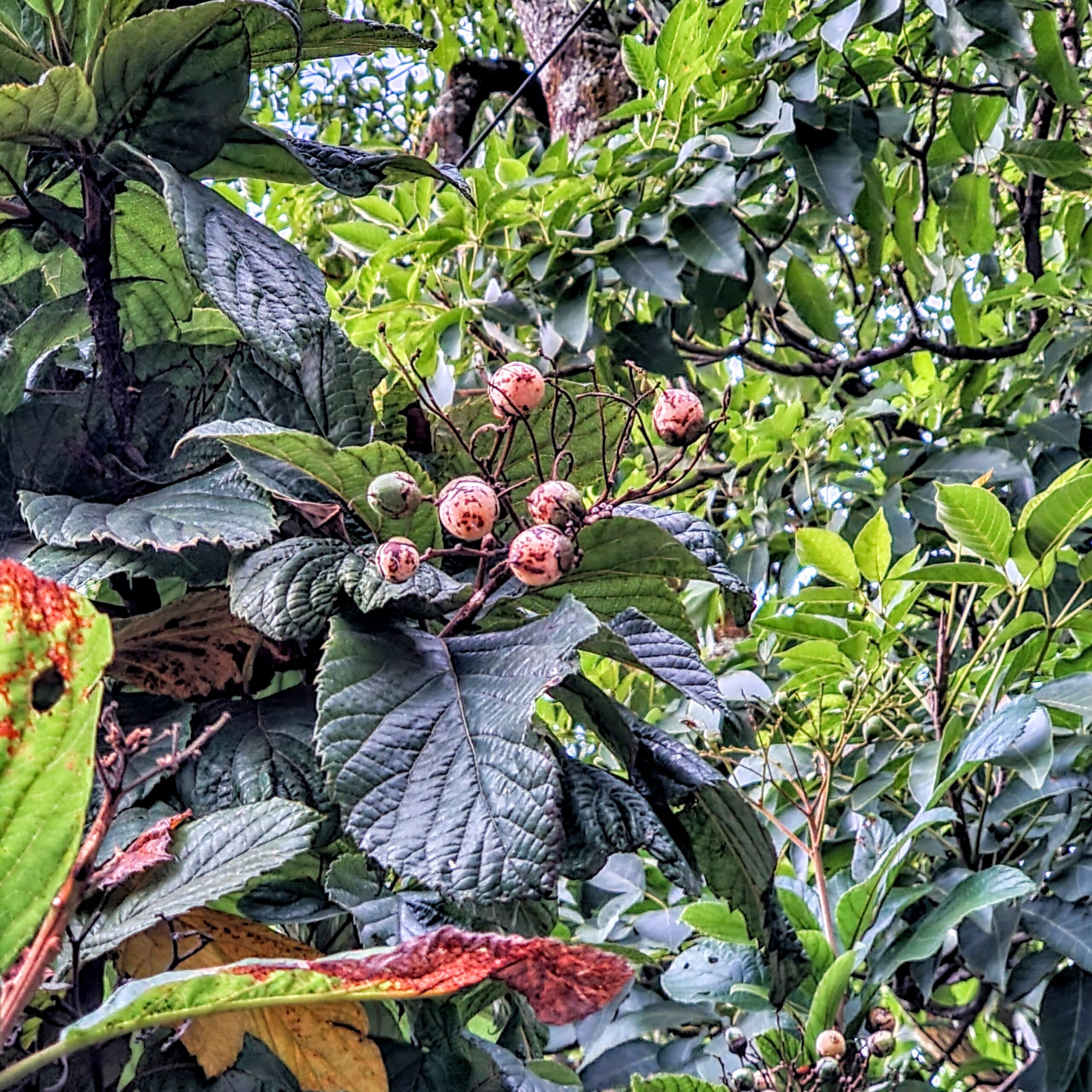 Frutos da babosa-branca.