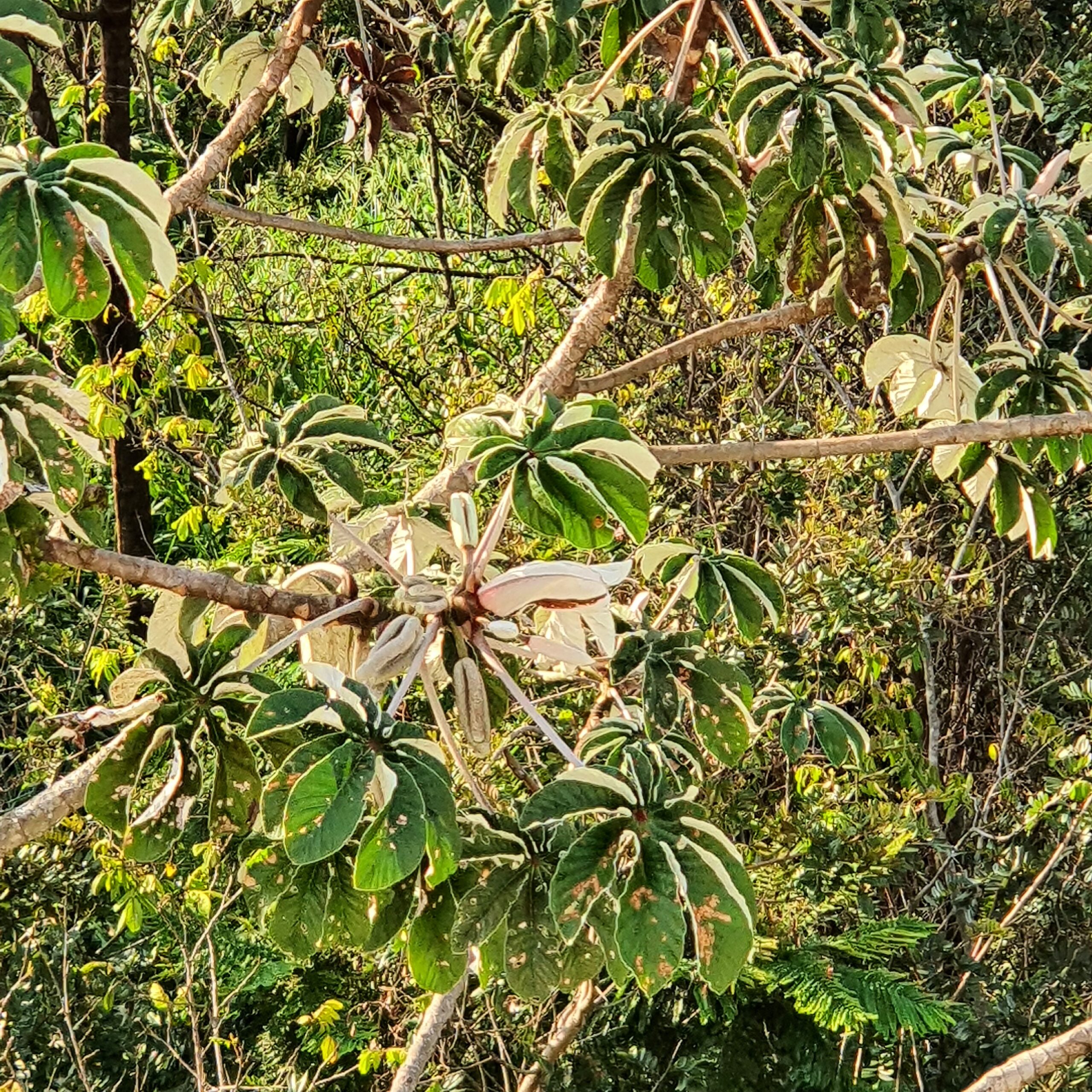 Cecropia Sp Embaúbas Biologia Da Paisagem 8584