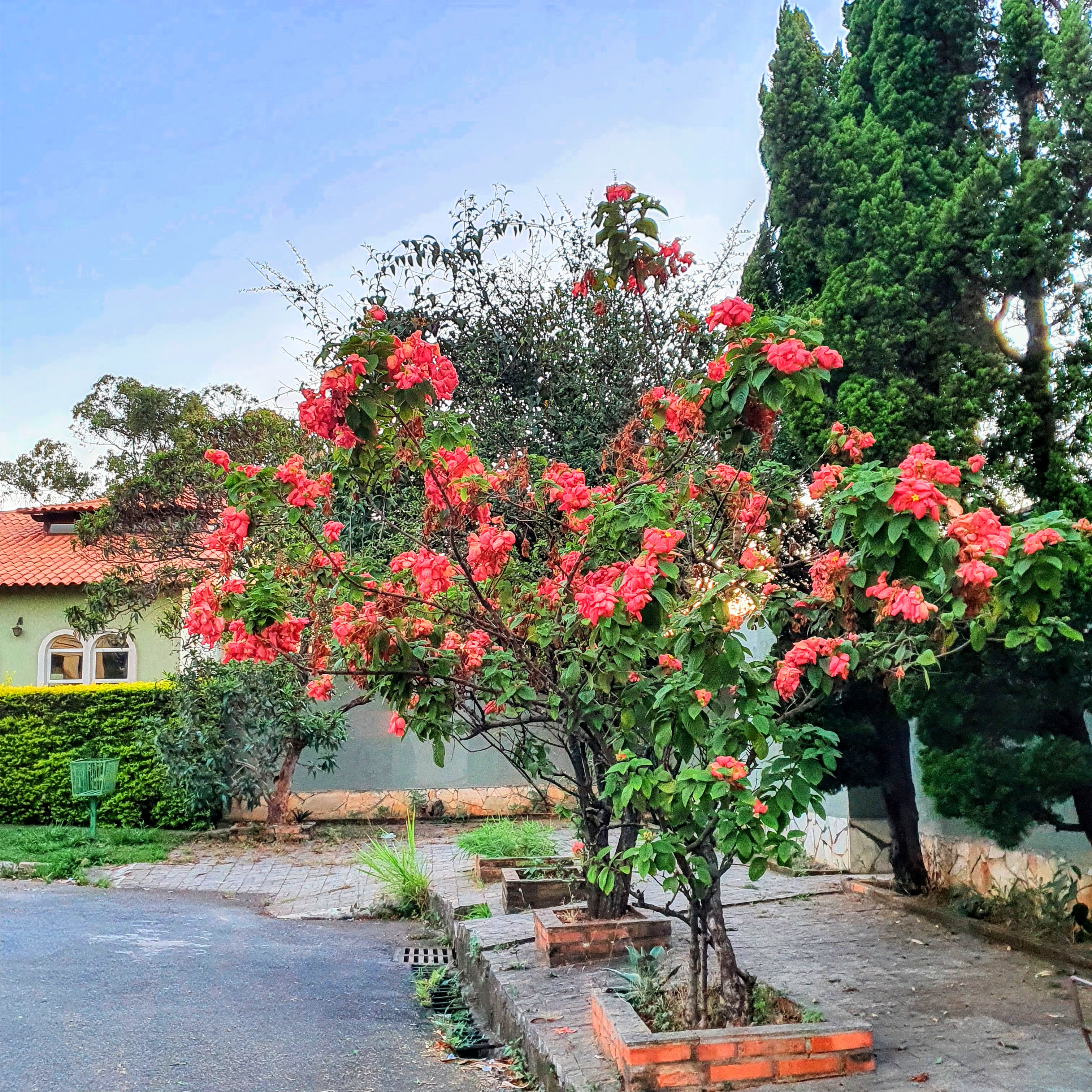 Mussaenda rosa na forma de arvoreta.