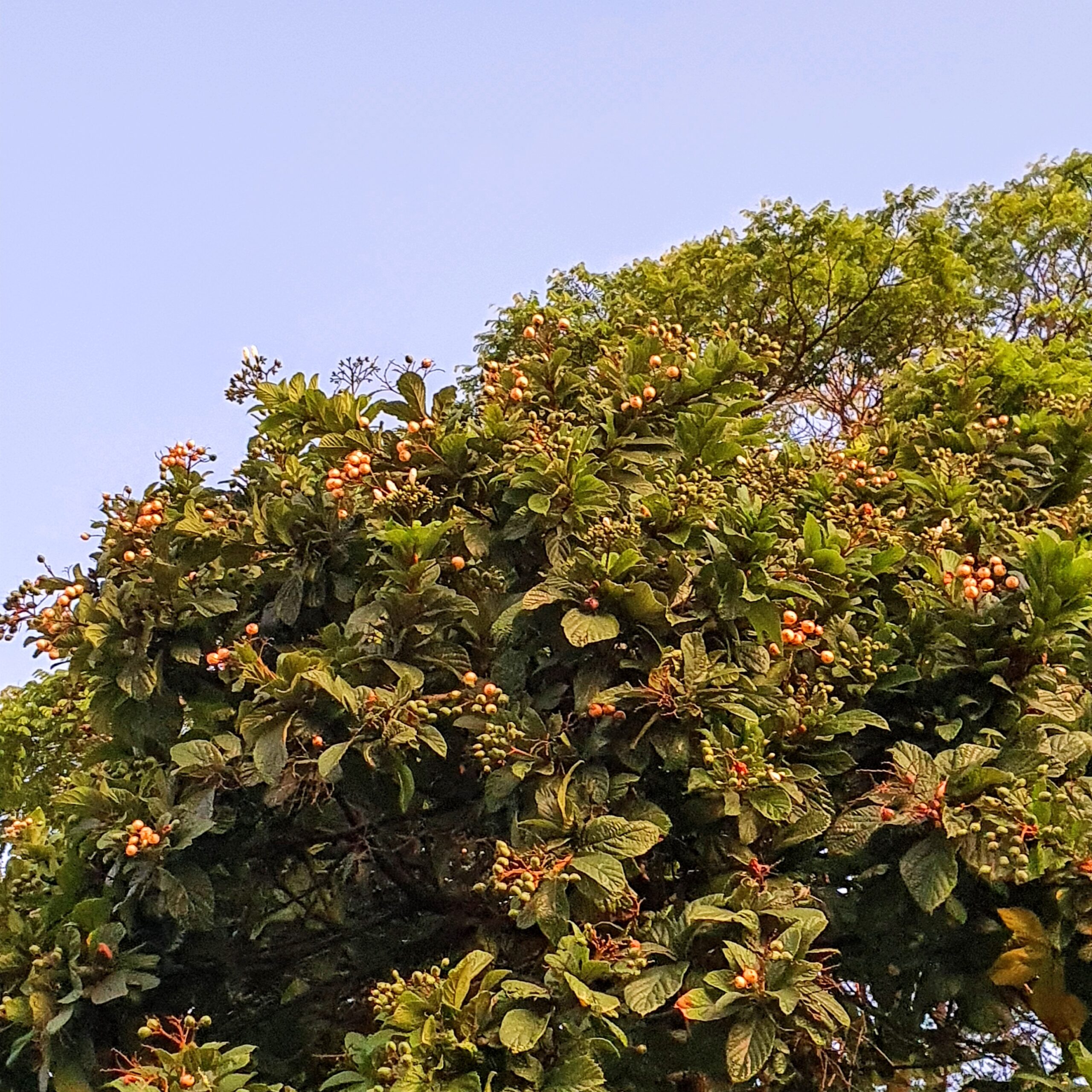 Cordia superba - babosa branca | Biologia da Paisagem