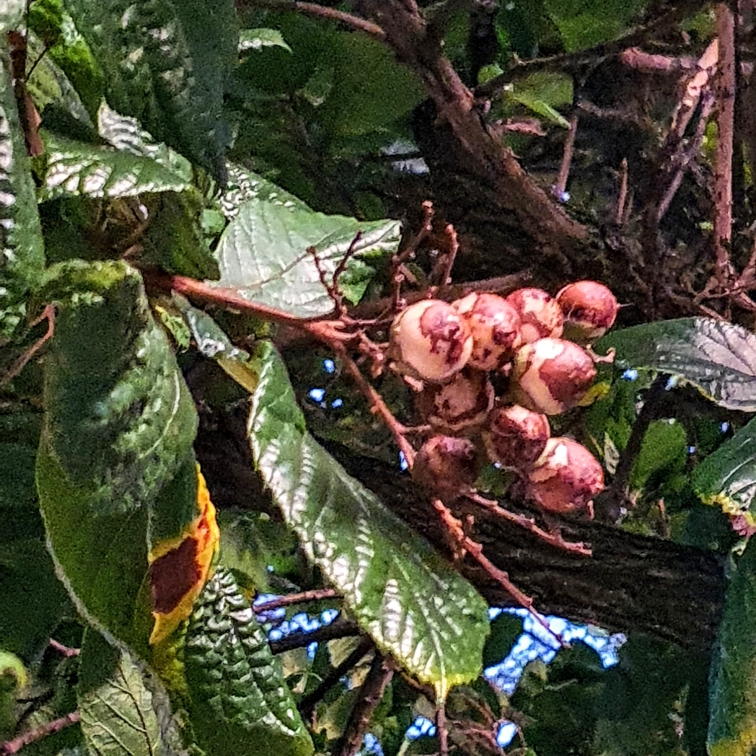 Frutos da babosa-branca.