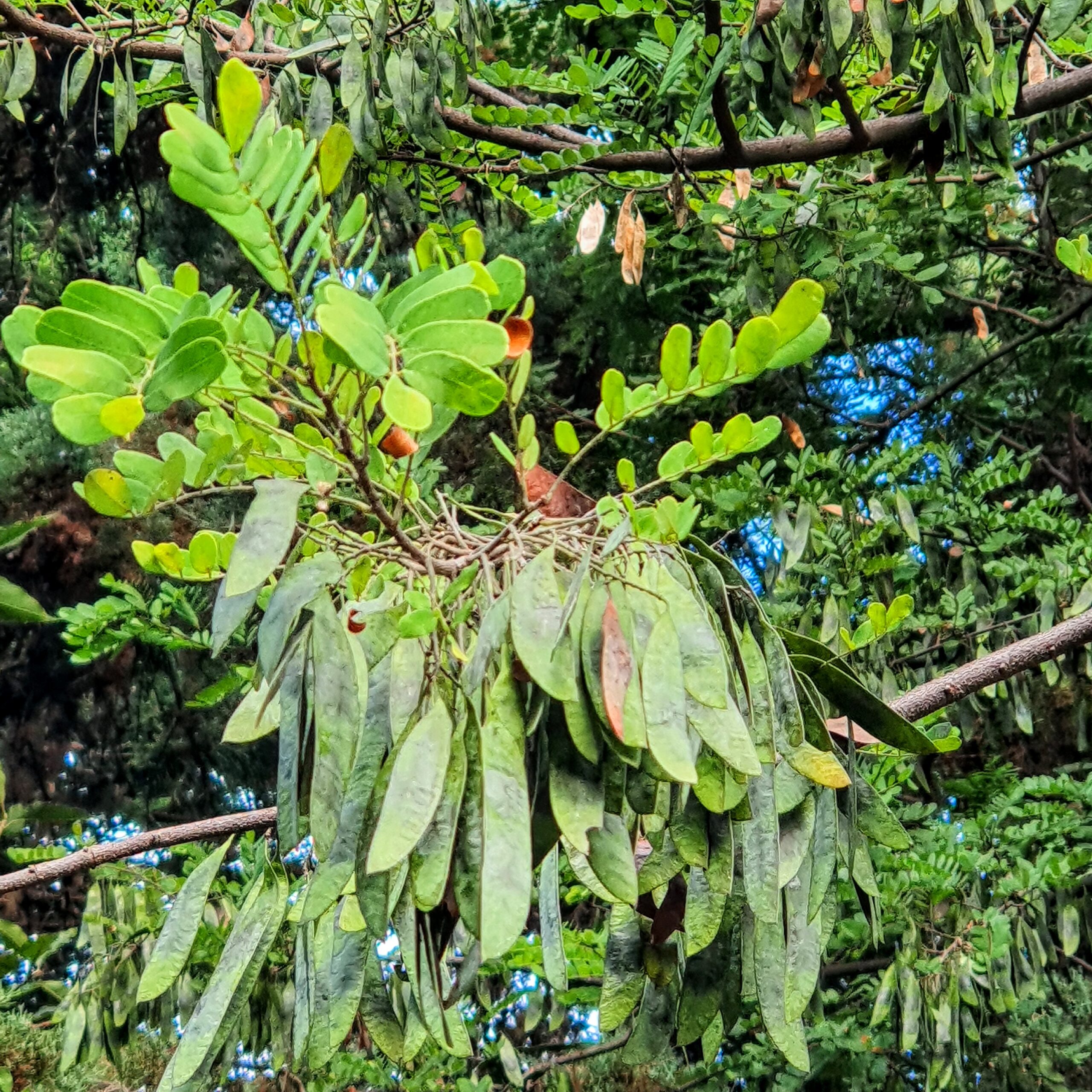 Frutos da canafístula-brava.