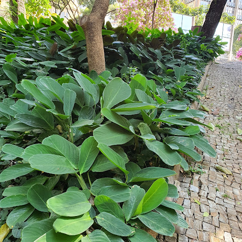 Folhagem das marantas-verdes.