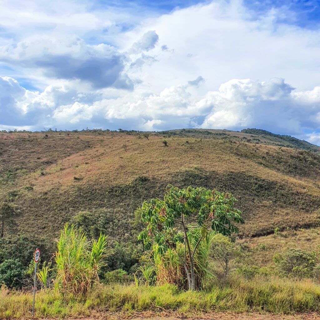 Embaúba.