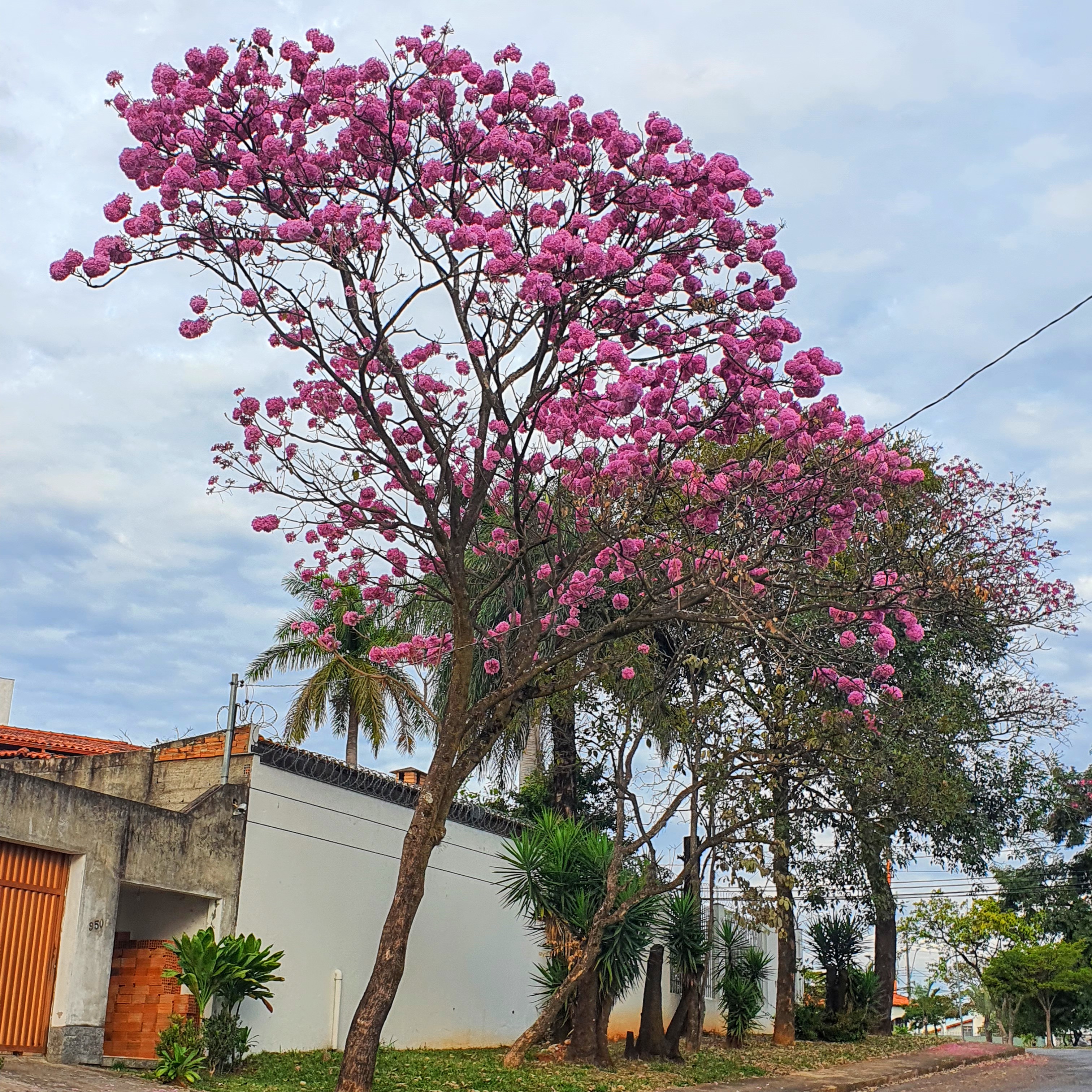 Ipê-roxo-de-bola florido durante o mês de junho