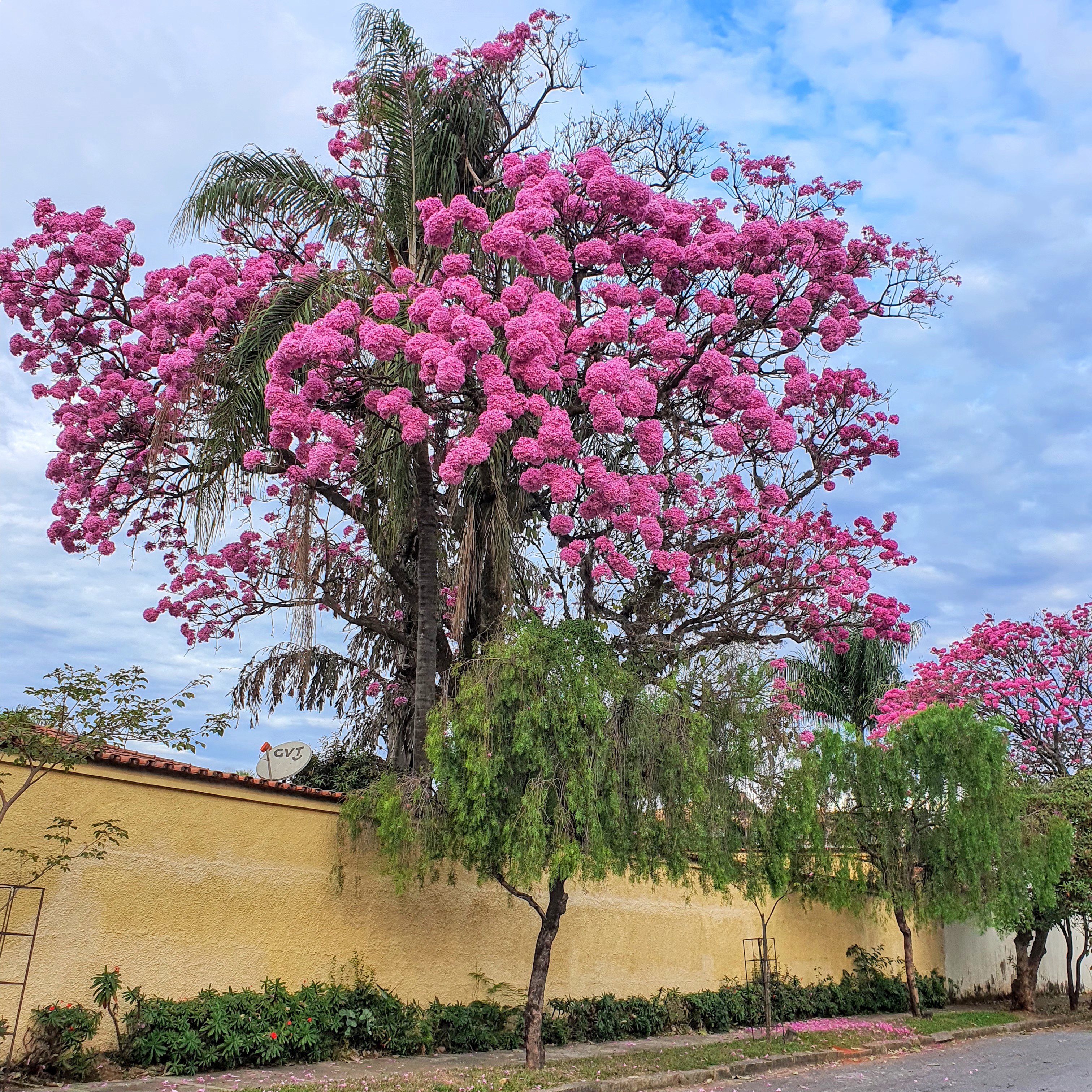 Ipê-roxo-de-bola florido.