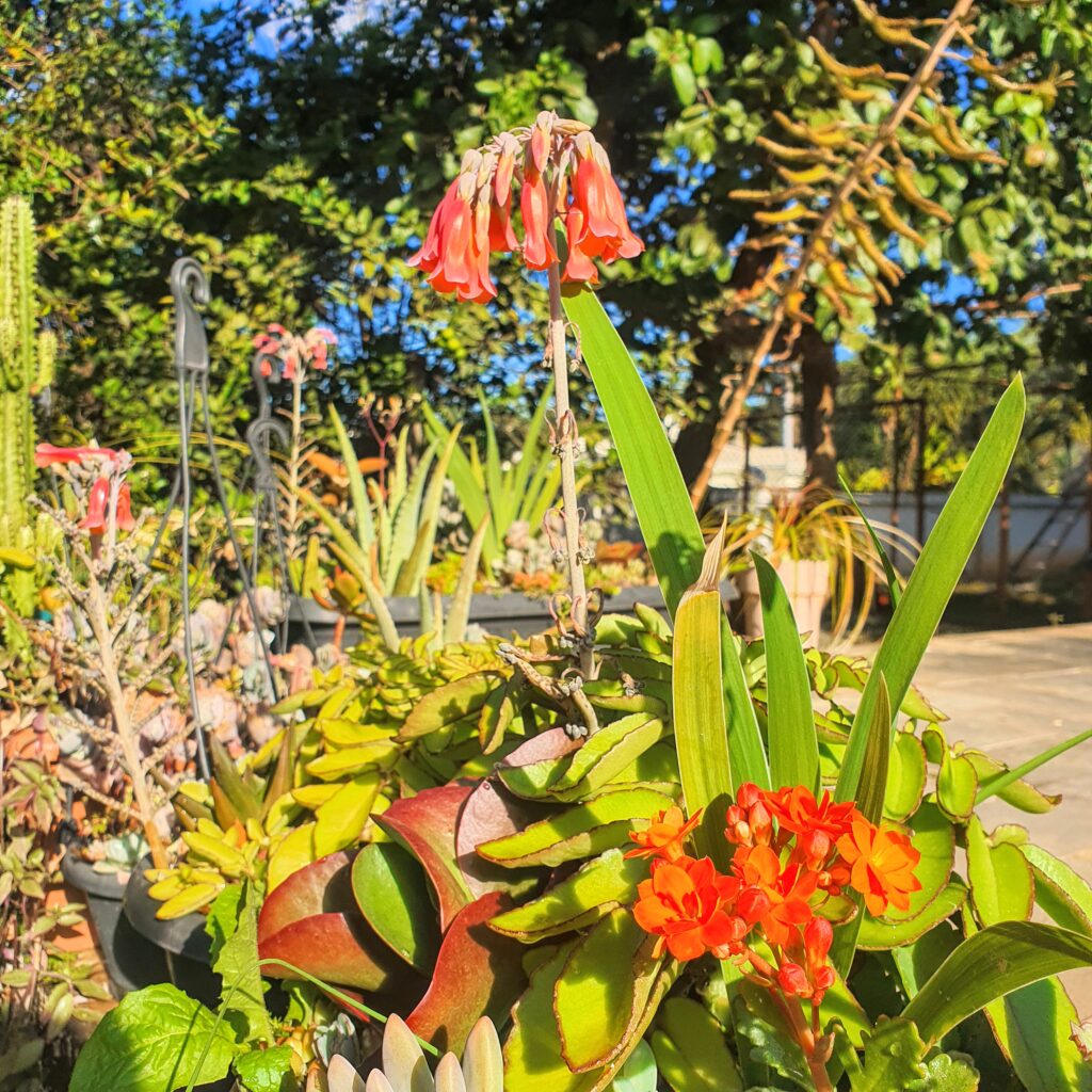 Flores da flor-da-abissínia.