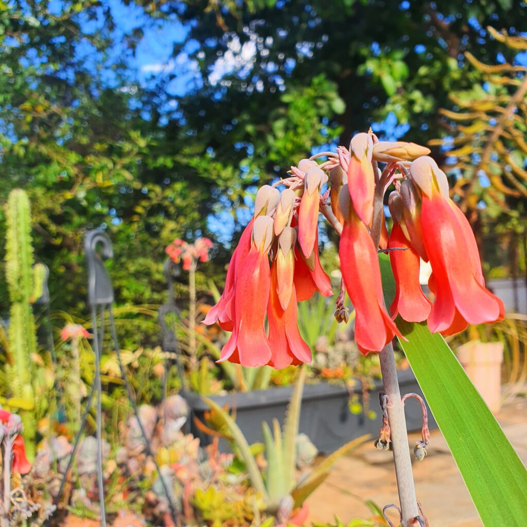 Flores da flor-da-abissínia.