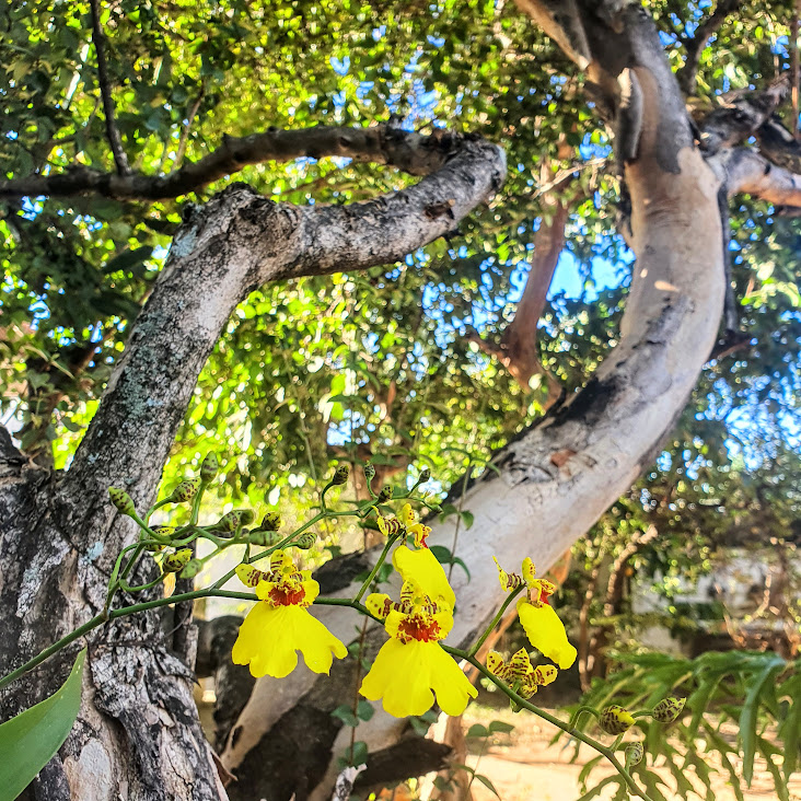 Flores do oncídio.