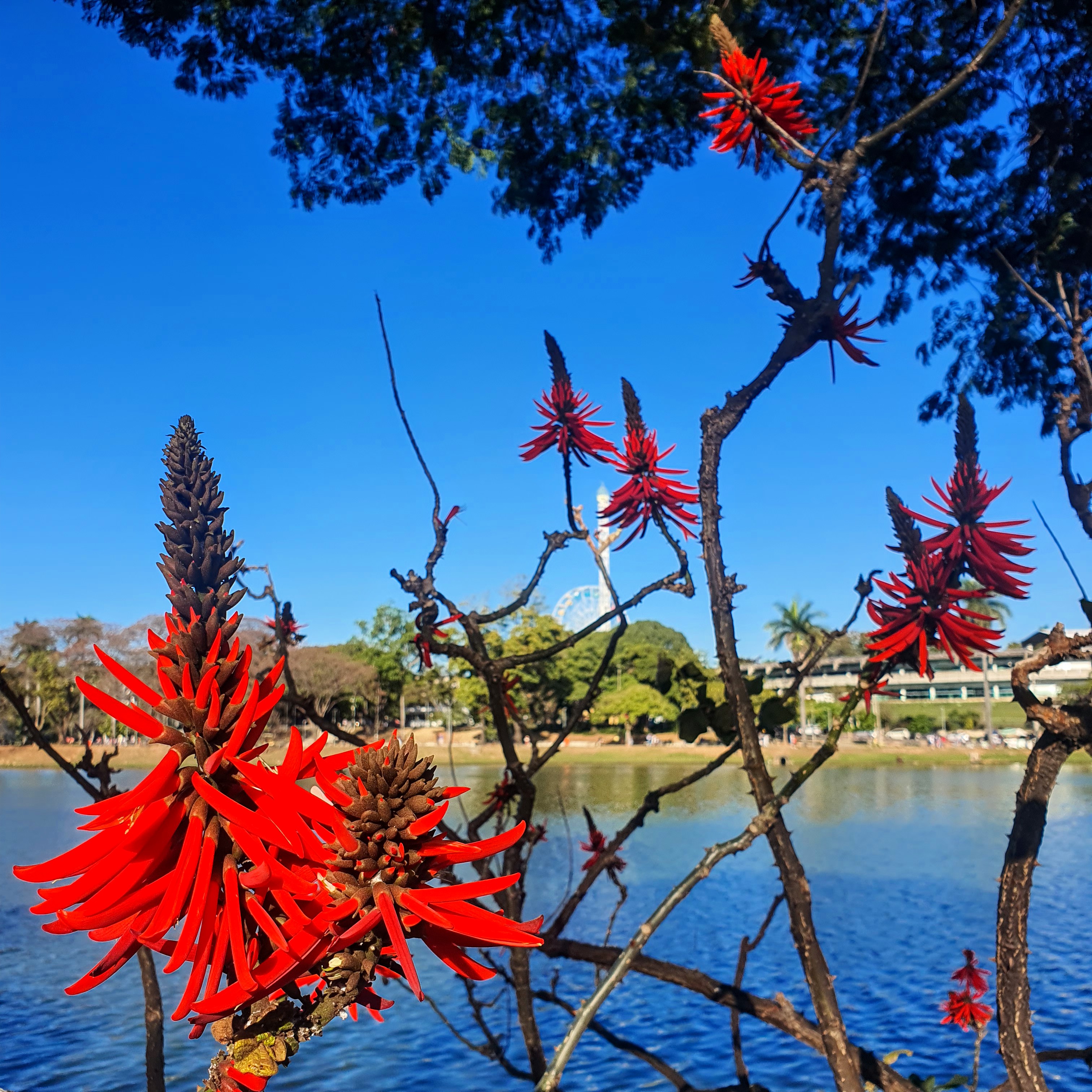 Frutos e sementes do suinã.