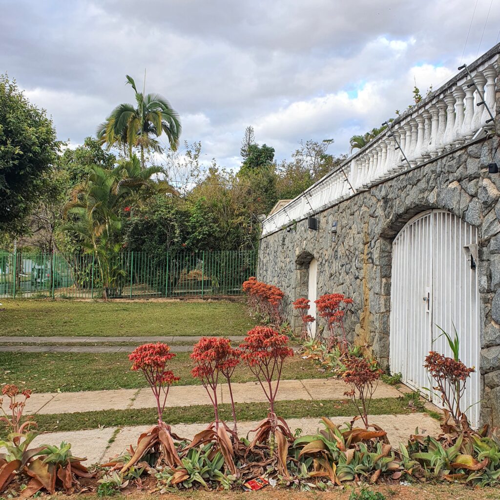 Plantas-da-vida floridas.