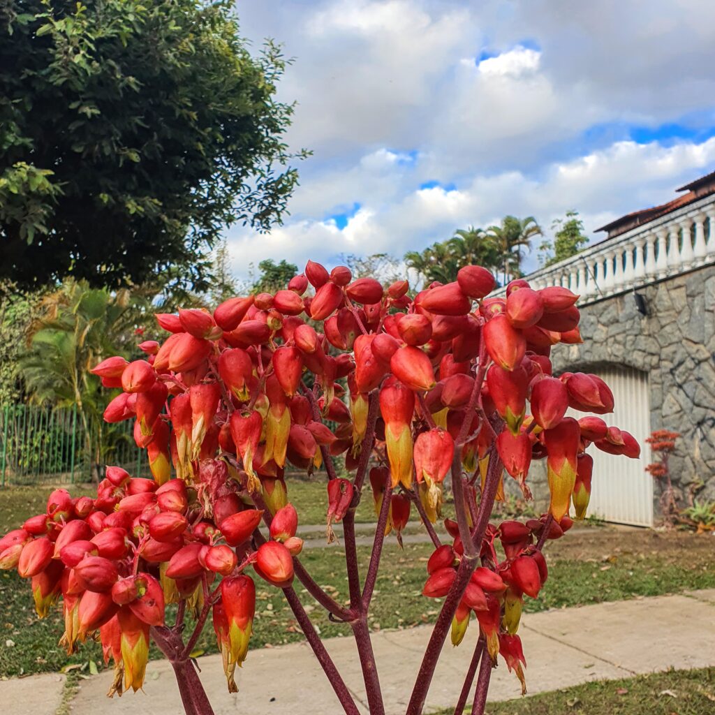 Planta da vida (Kalanchoe gastonis bonnieri) Inflorescência da planta da vida.