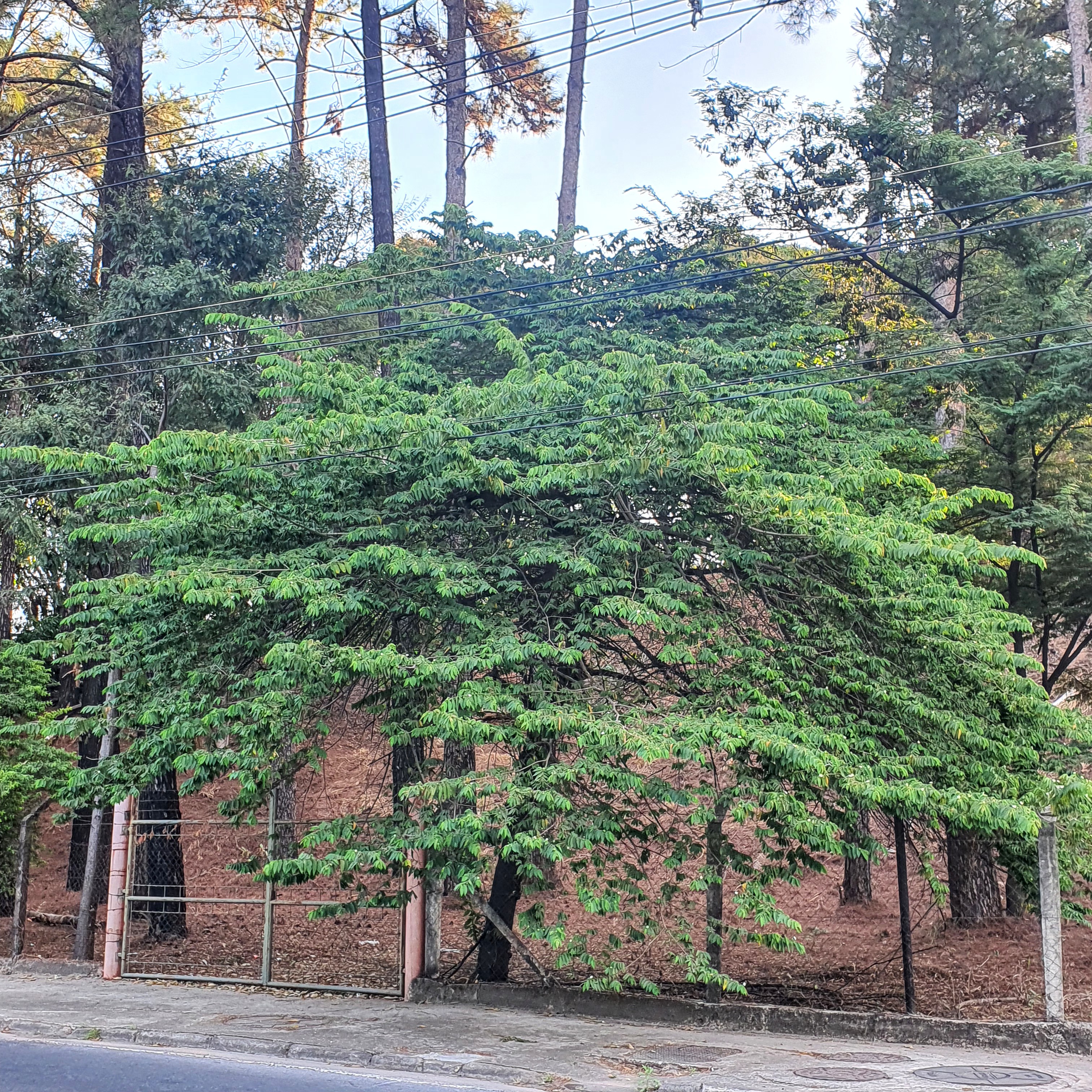 Calabura utilizada na arborização urbana.