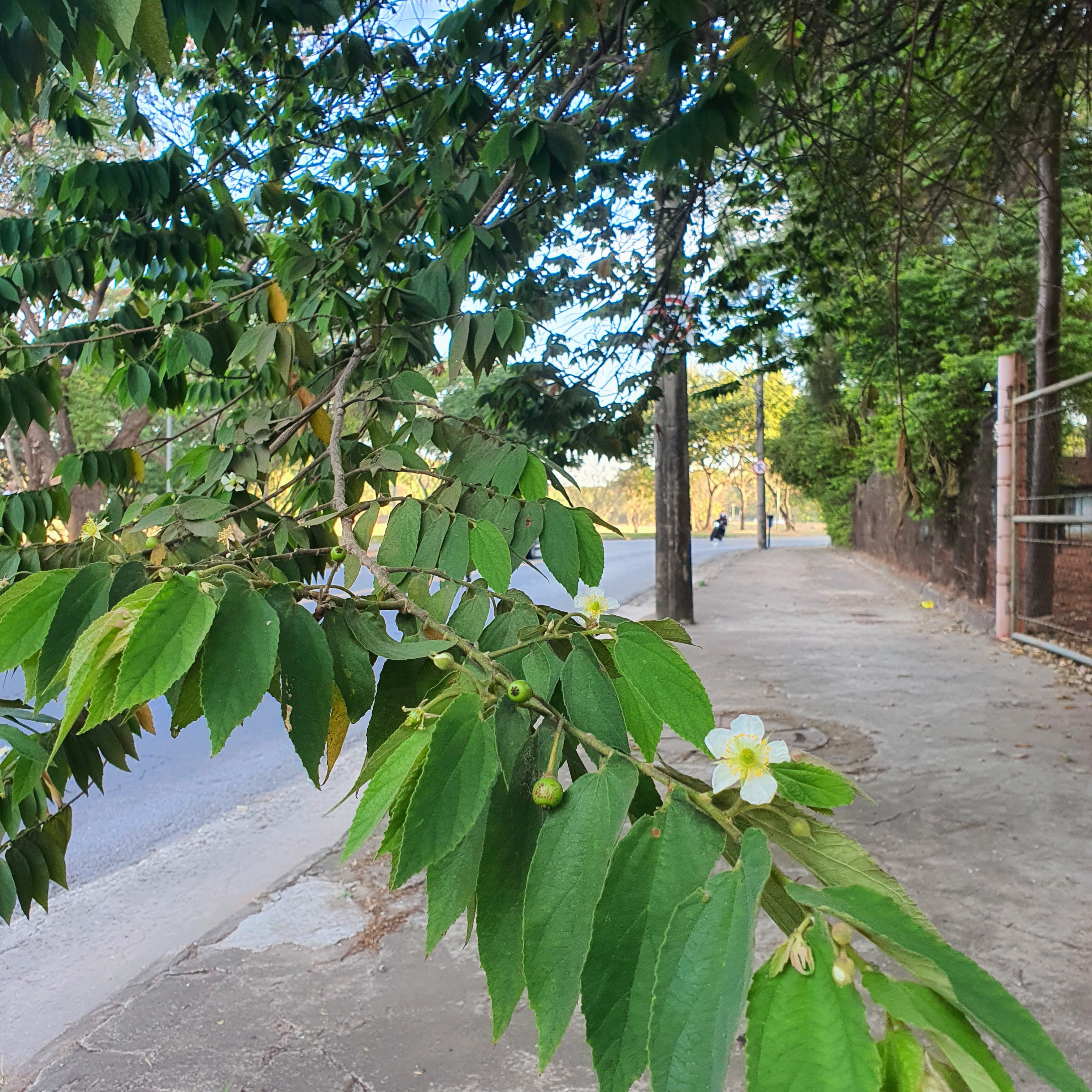 Folhas lanceoladas e flores brancas da calabura.