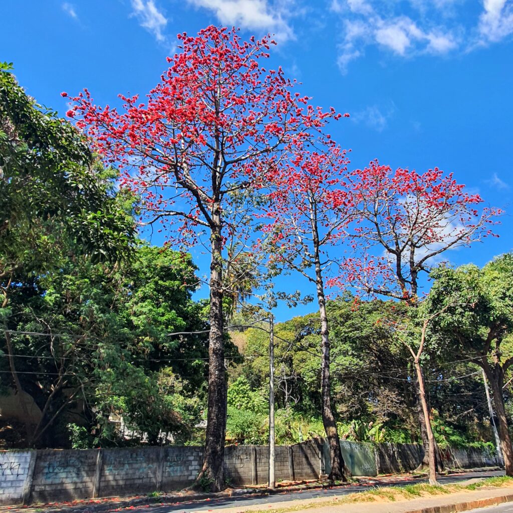 Paineiras-vermelhas-da-índia floridas.