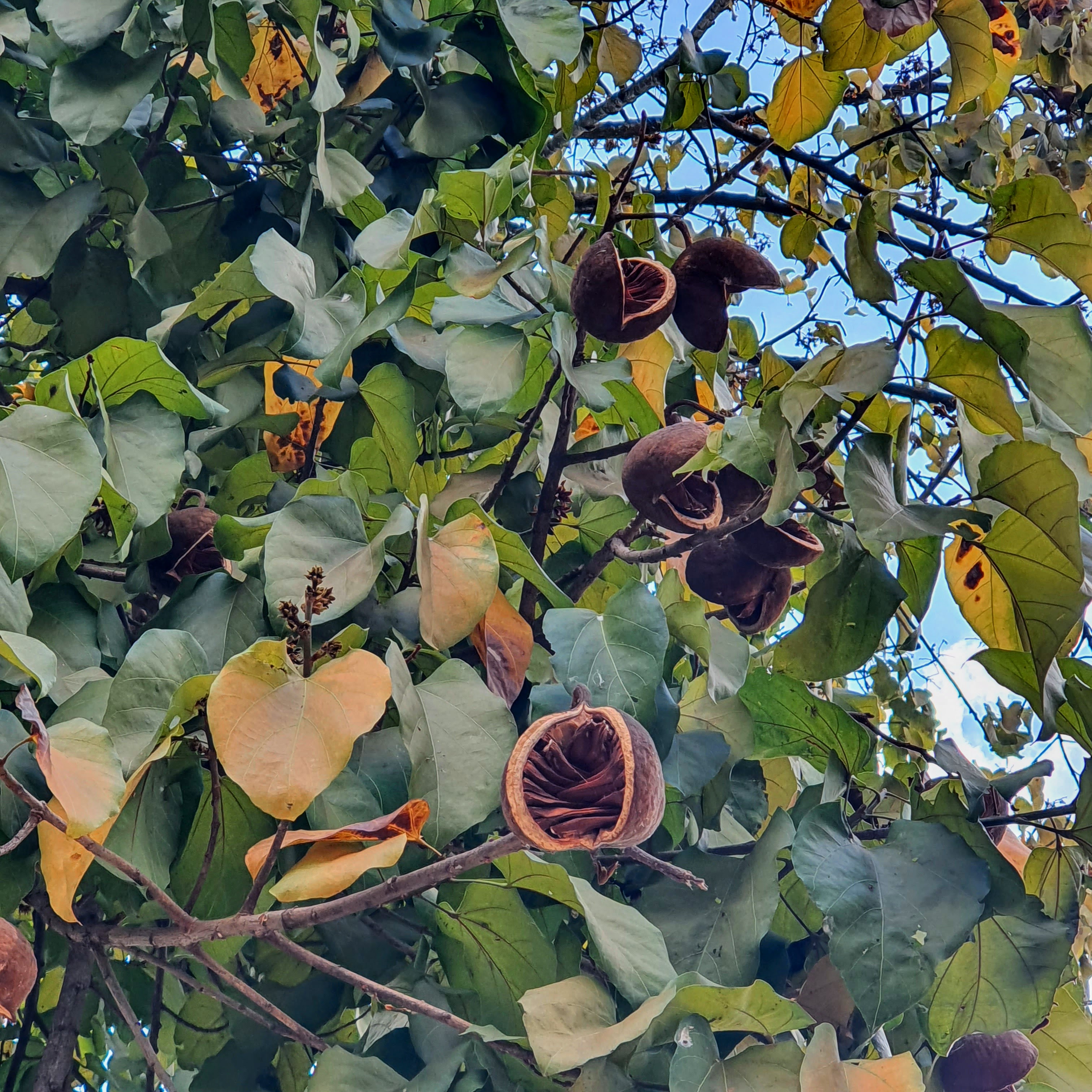 Folhas e dos frutos do pau-rei.