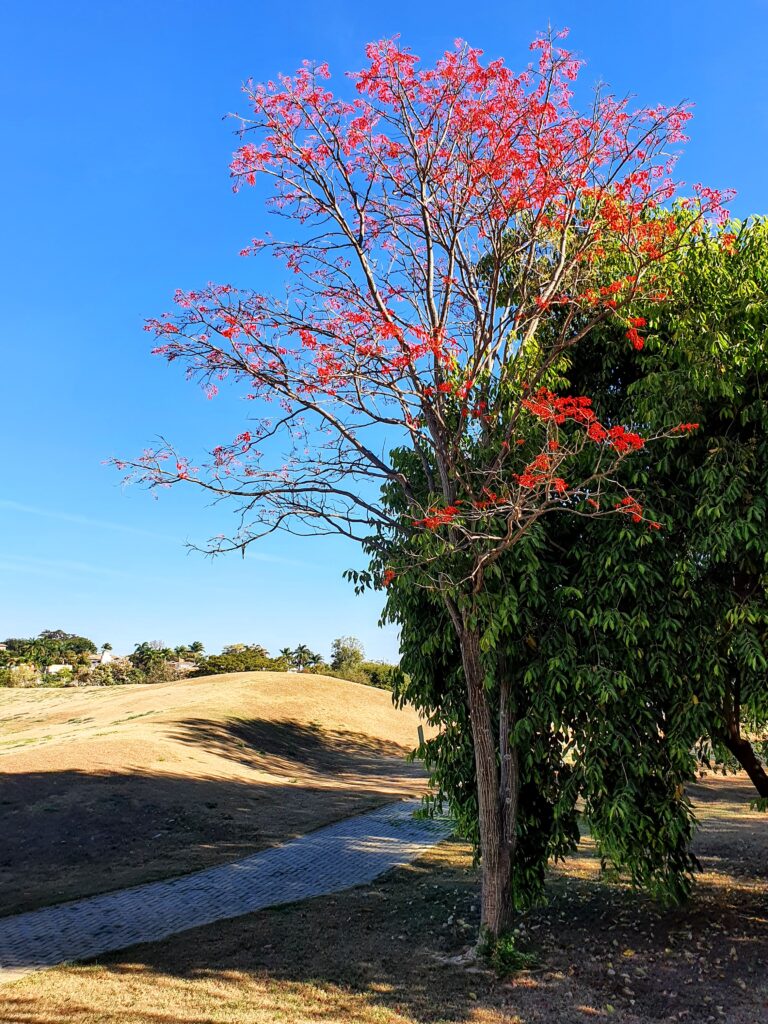 Bela floração de inverno do mulungu.