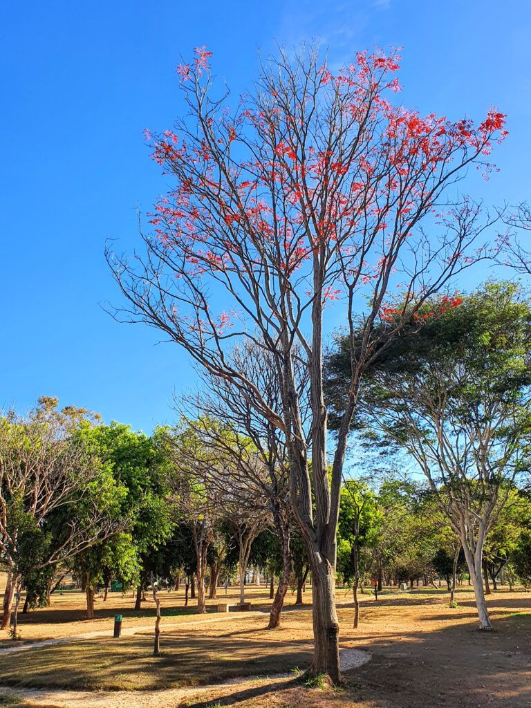 Mulungu florido.