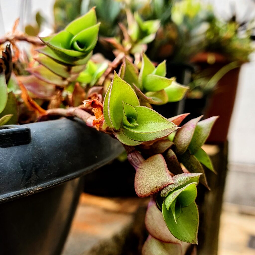 Detalhe das folhas do dinheiro-em-penca.