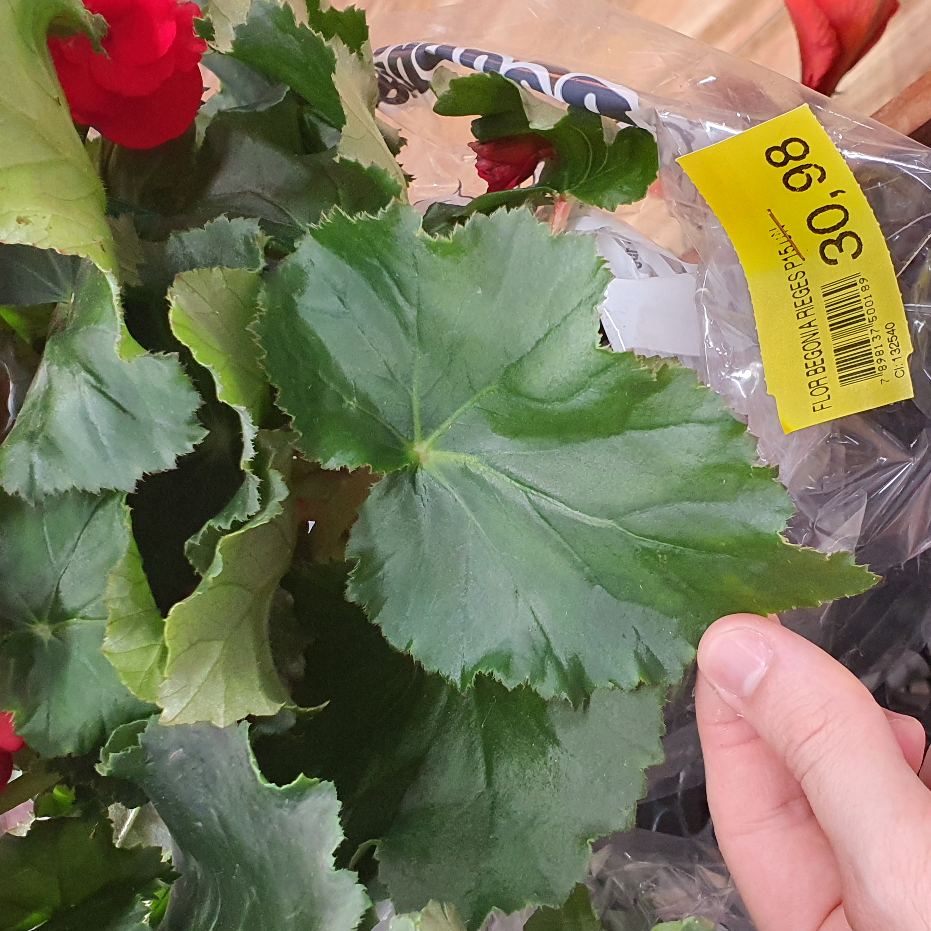 Begônias (Begonia sp.)