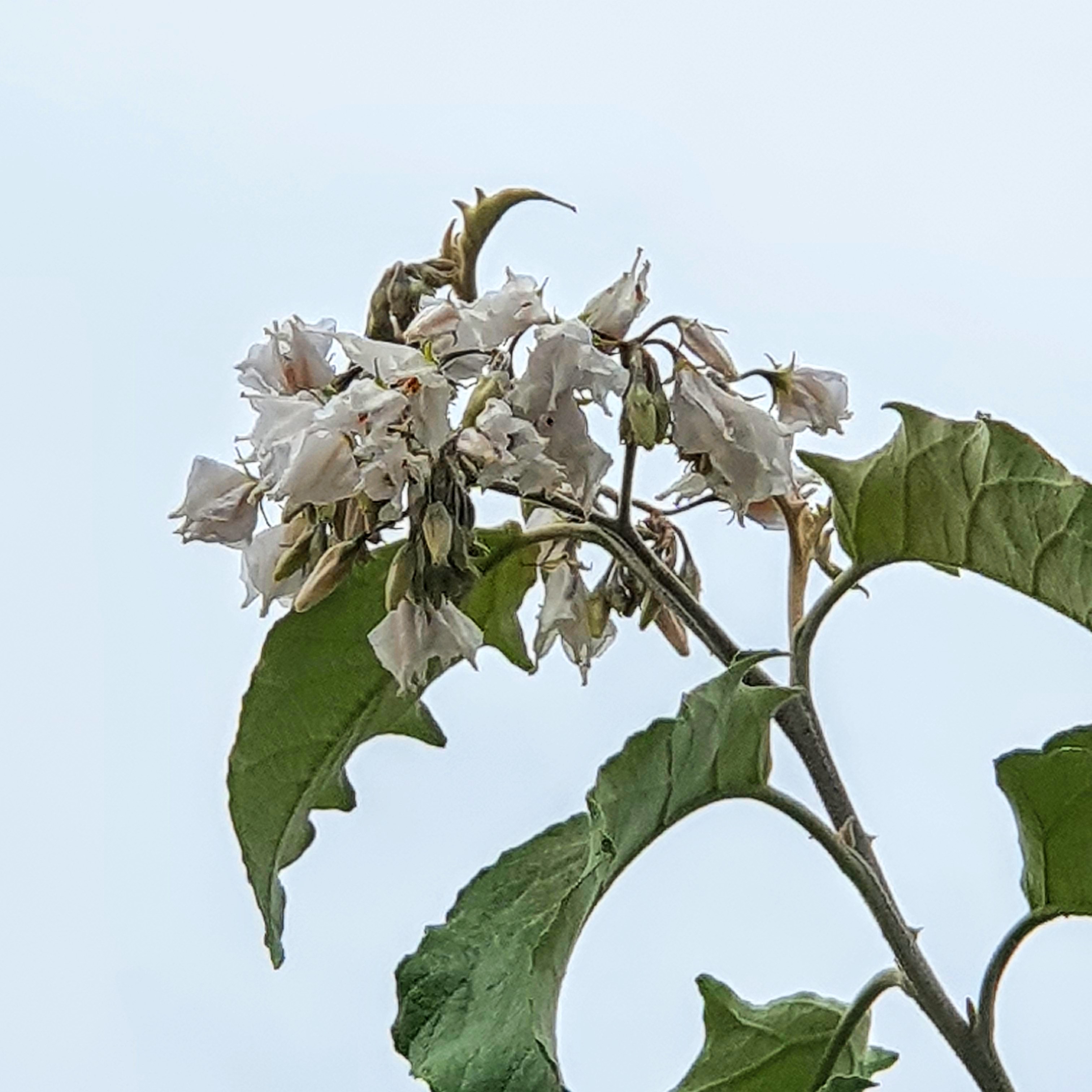 Folhas e flores do solanum sp.