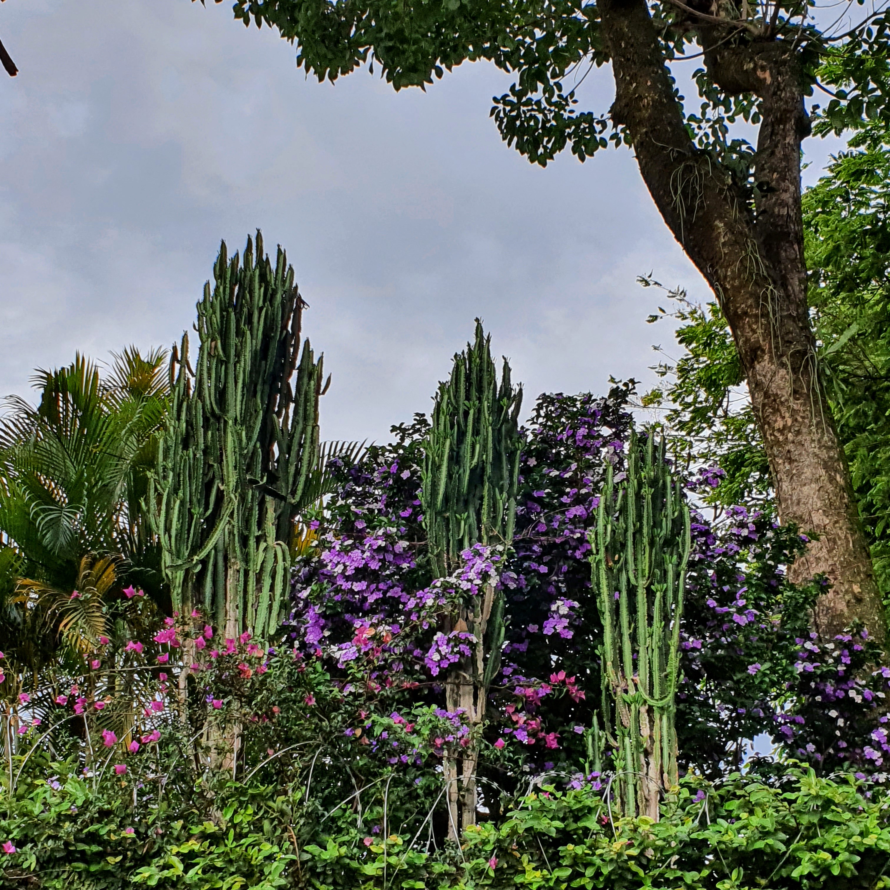 Manacá-de-jardim bem florido