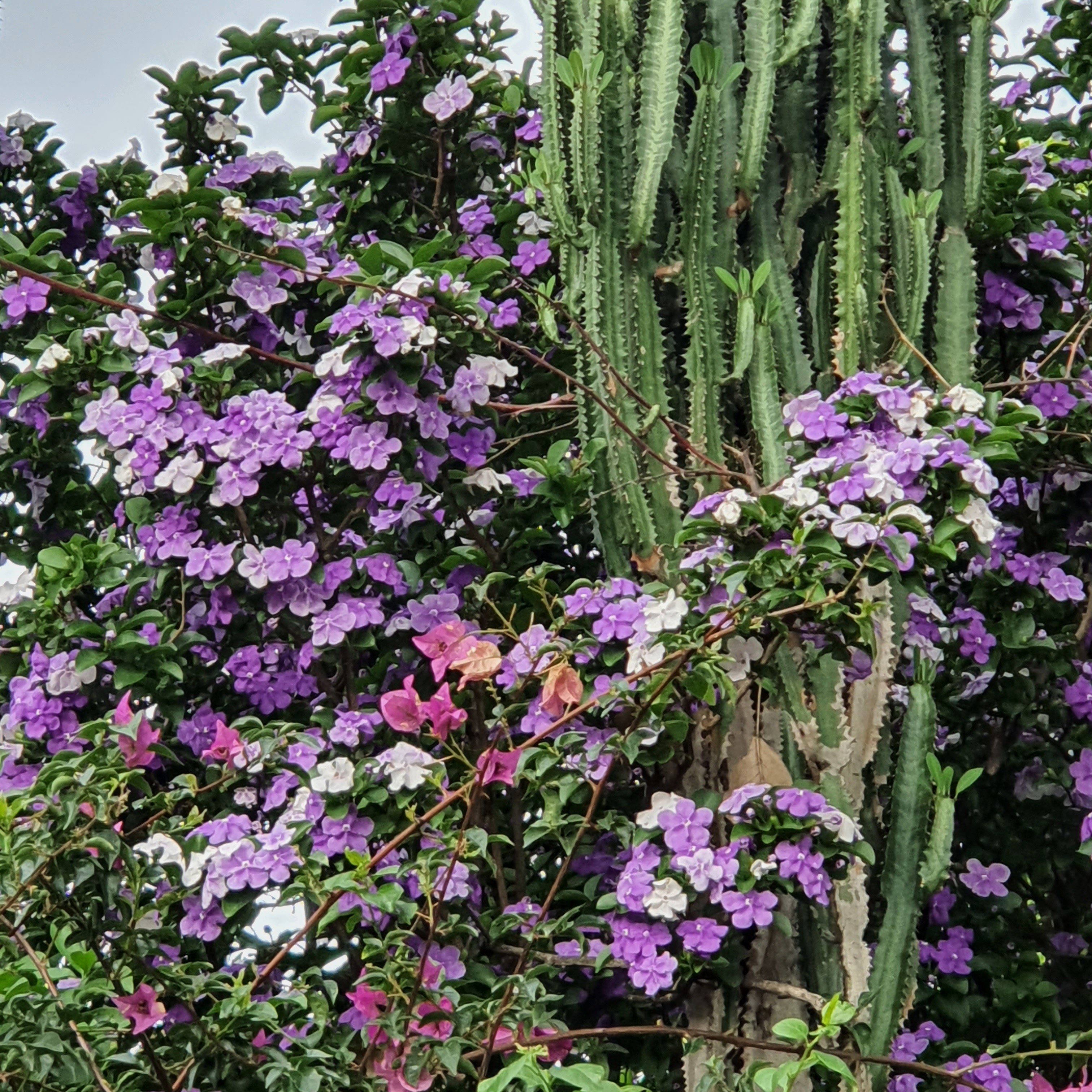 Manacá-de-jardim bem florido.