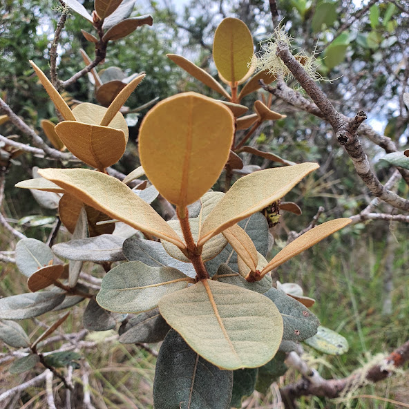 Folhas do murici.