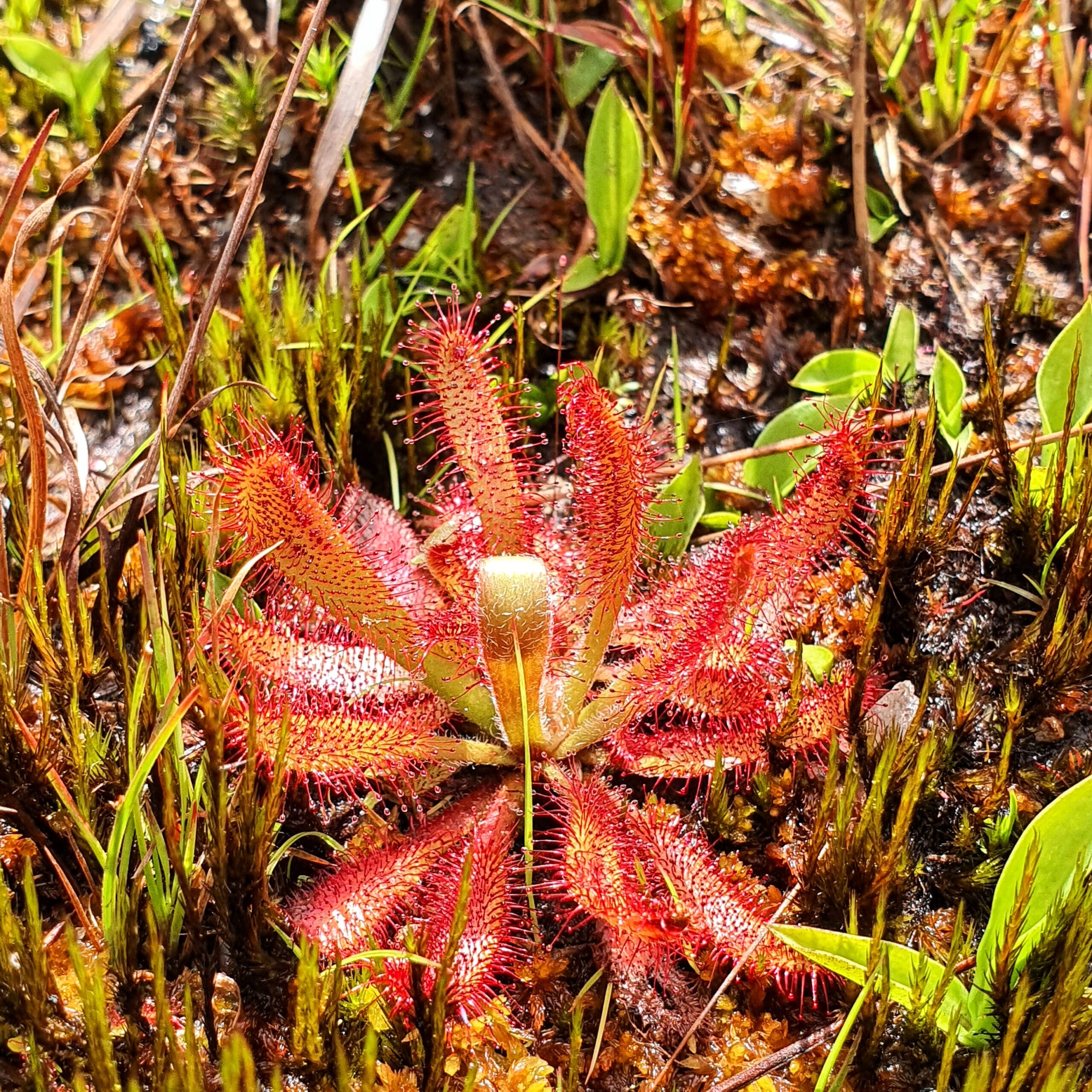 Planta carnívora presente em área rupícola.