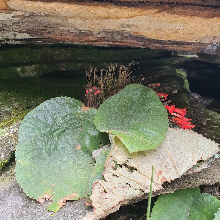 Gloxínia rupícola presente junto à parede de caverna.