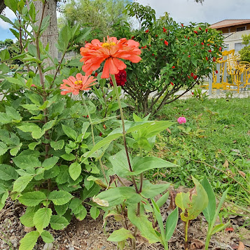 Capitão florido em jardim.