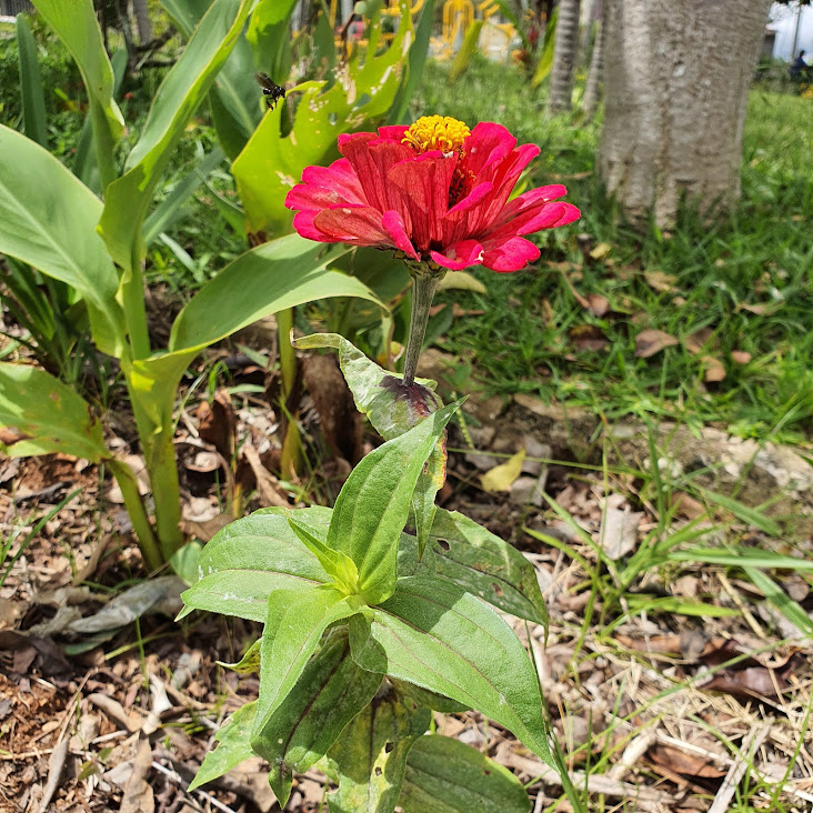 Folhas, ramos e flor do capitão.