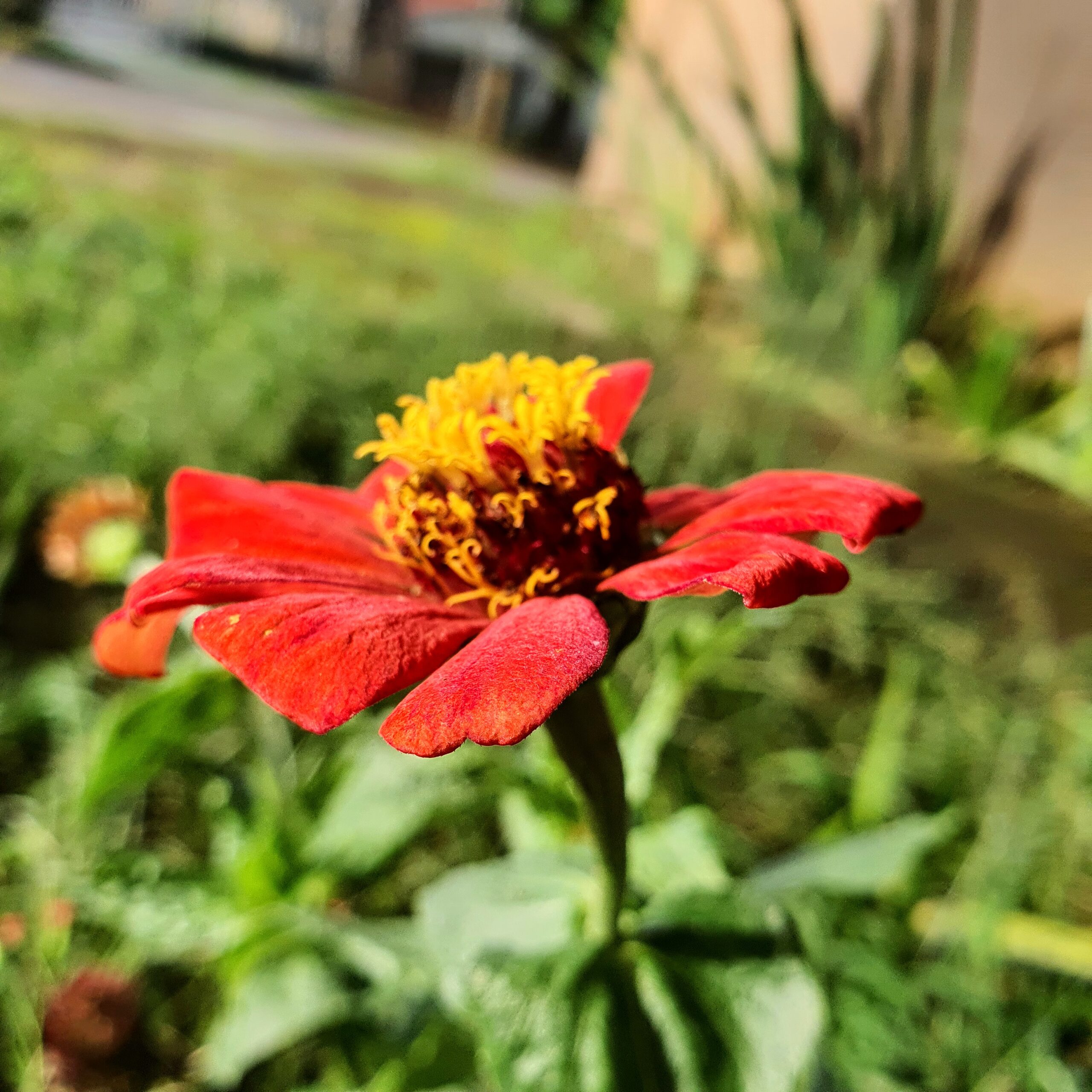 Flor simples e avermelhada do capitão.