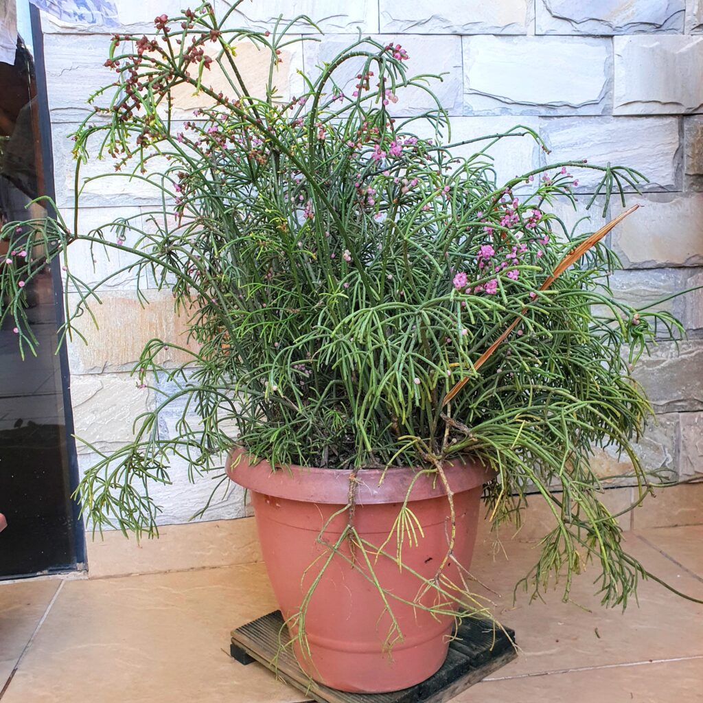 Cacto-macarrão cultivado em vaso.