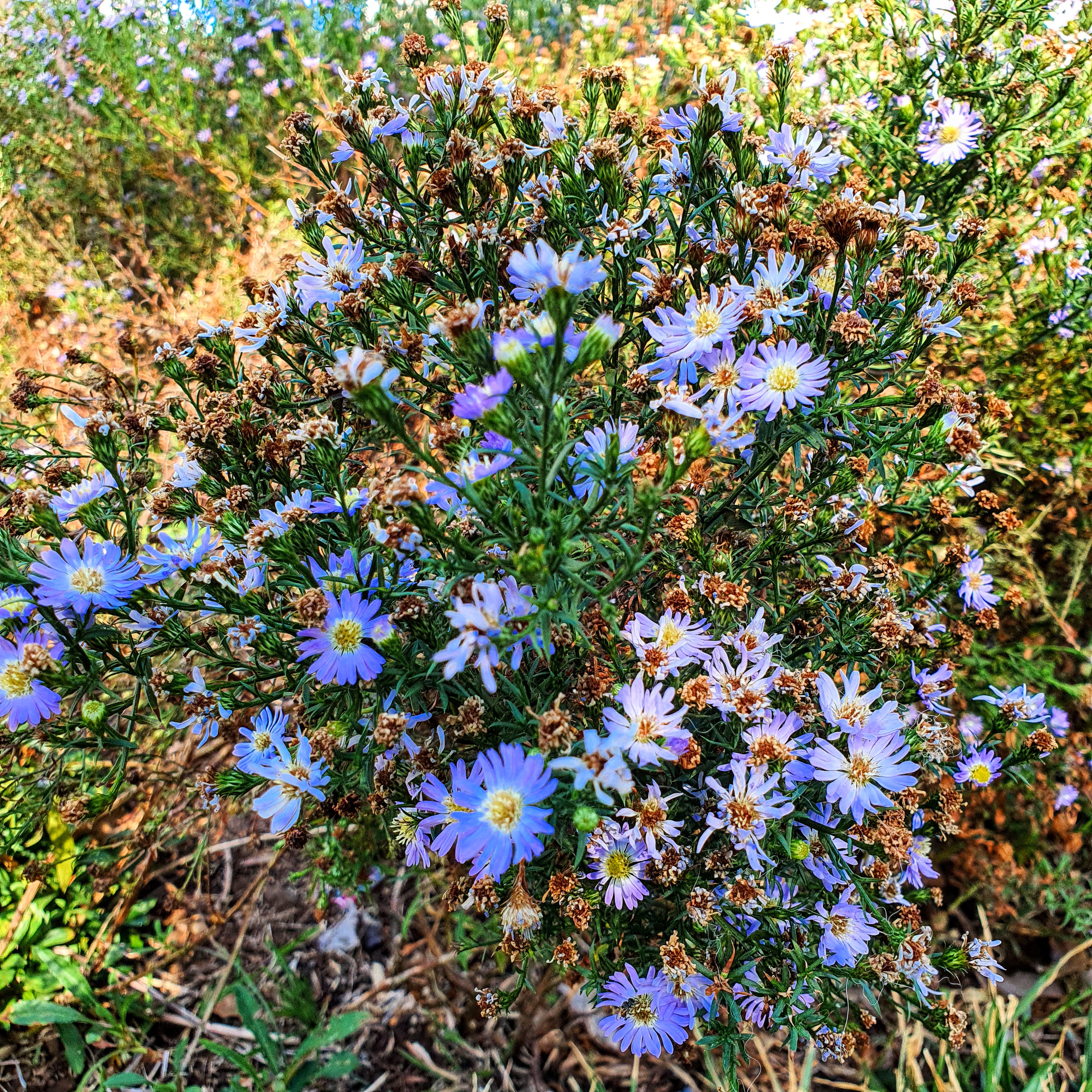 Flores azuis da felícia.