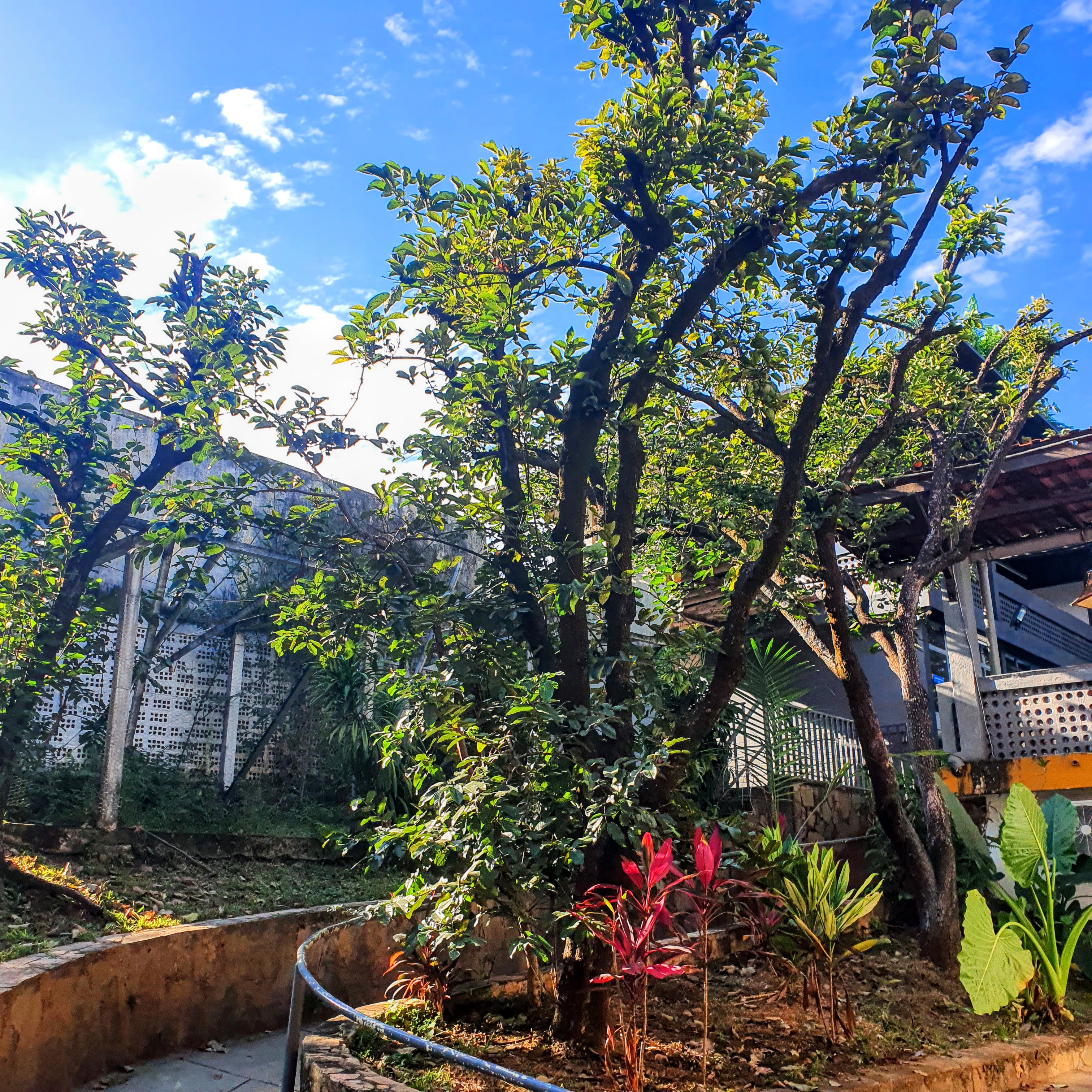 Indivíduo adulto de caqui-do-japão.