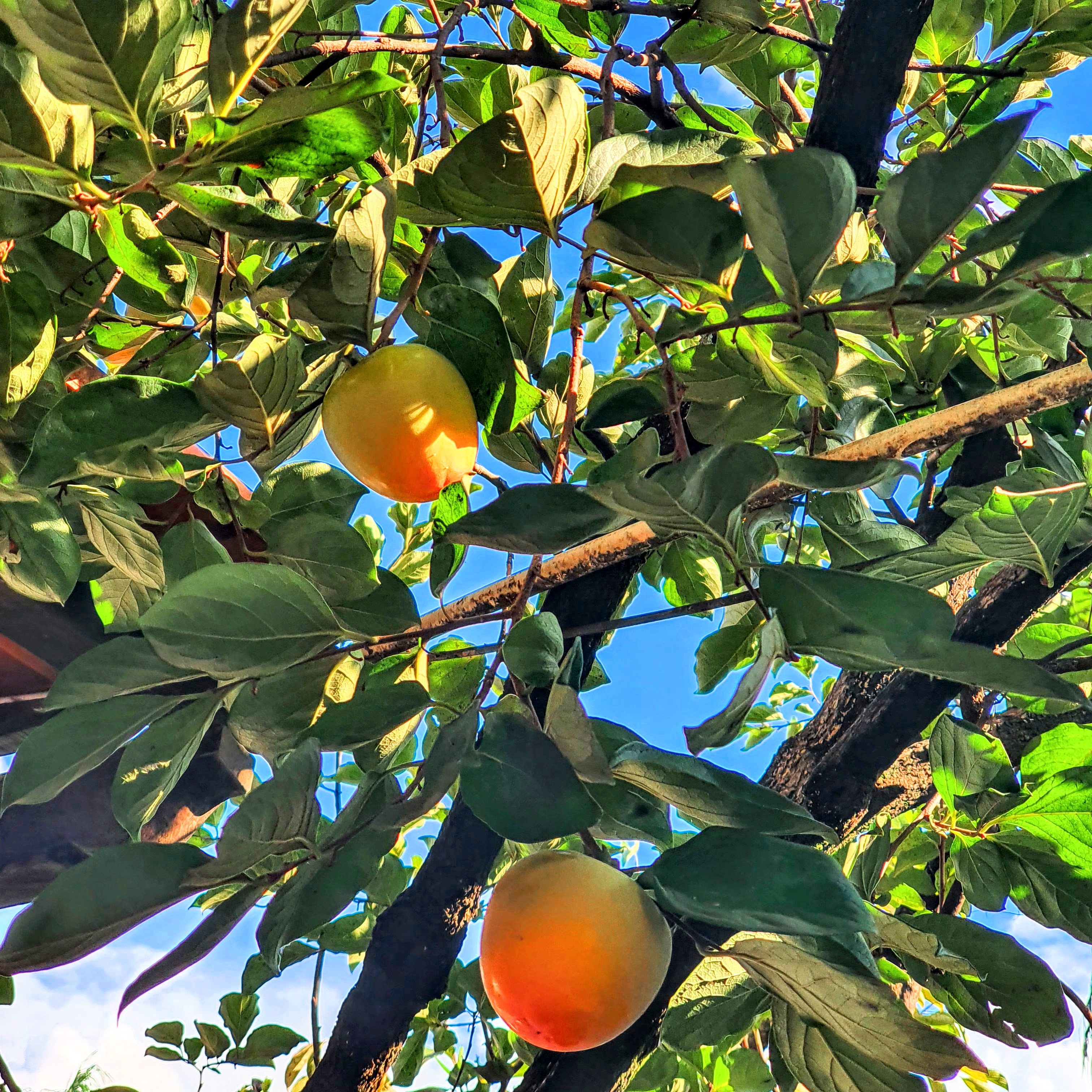 Frutos e folhas do caqui-do-japão.