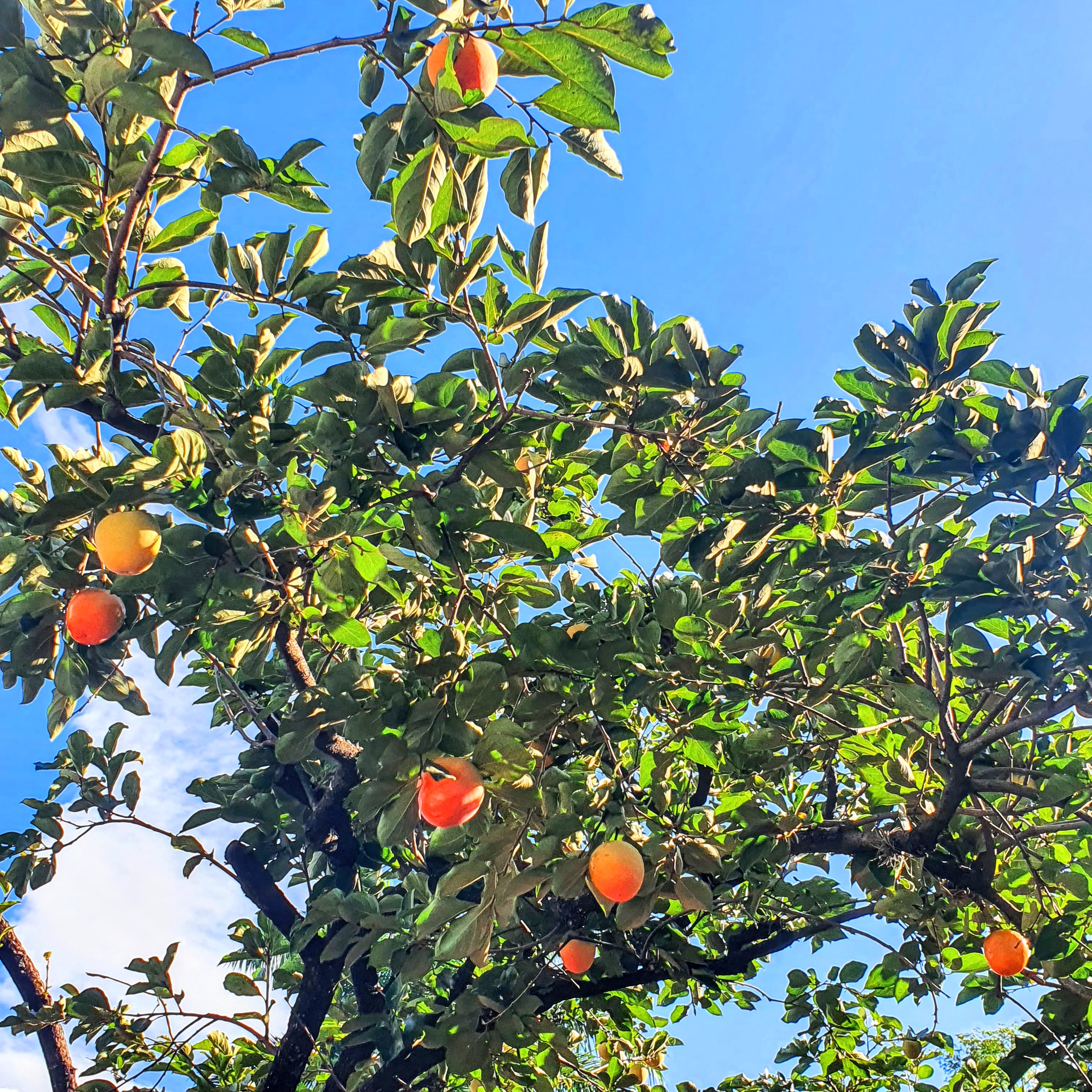 Folhagem e frutos do caqui-do-japão.