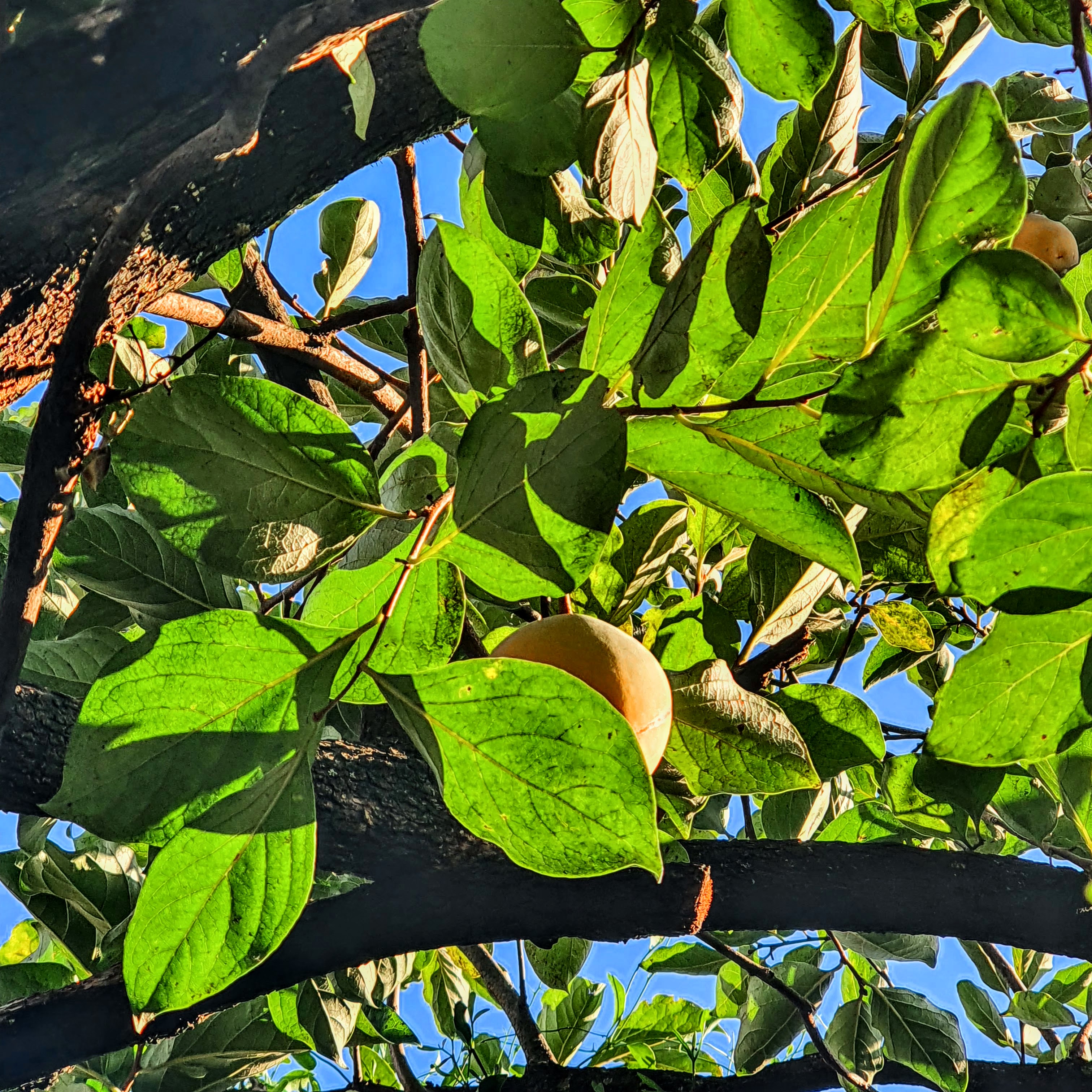 Folhas arredondadas do caqui-do-japão.