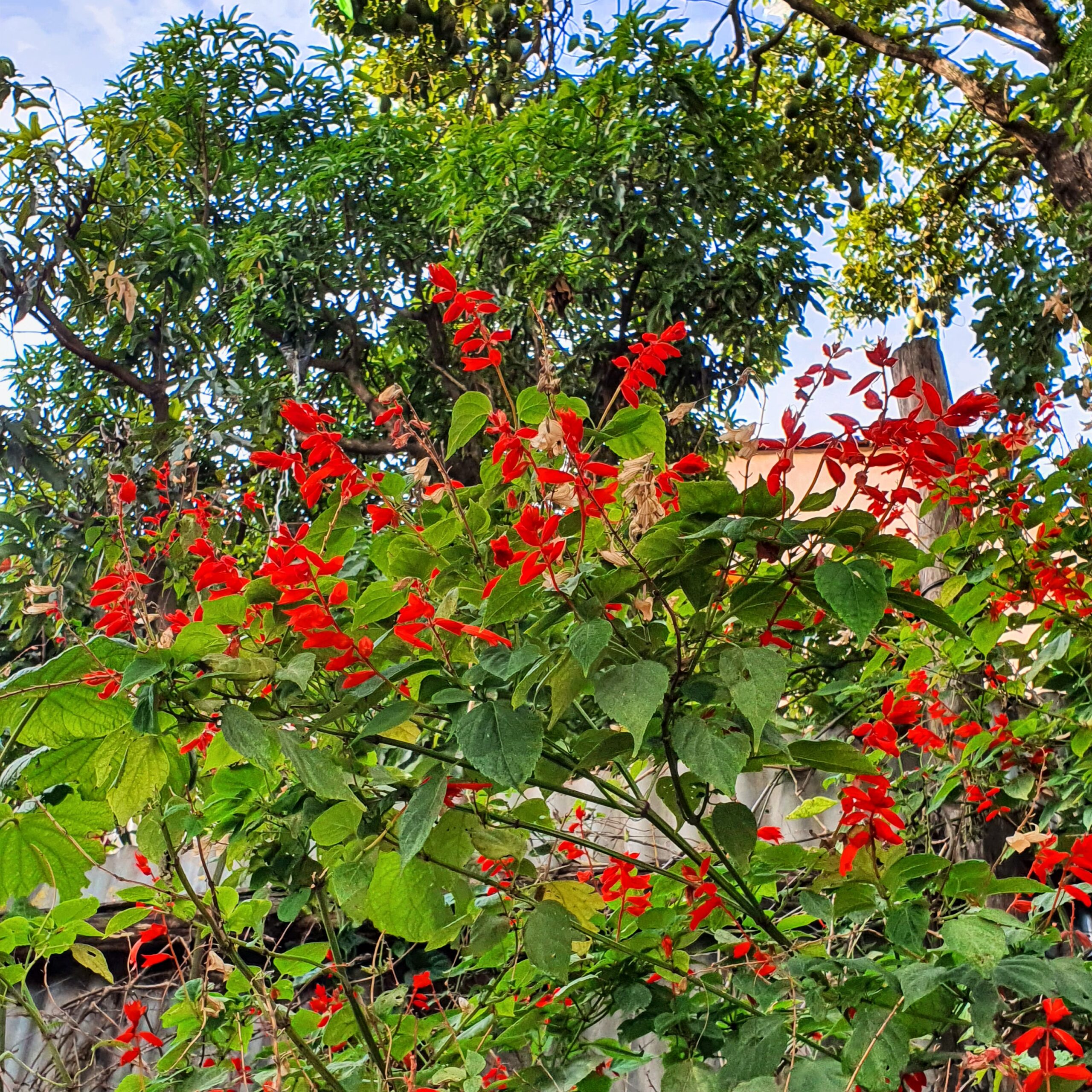 Folhas e flores do sangue-de-adão.