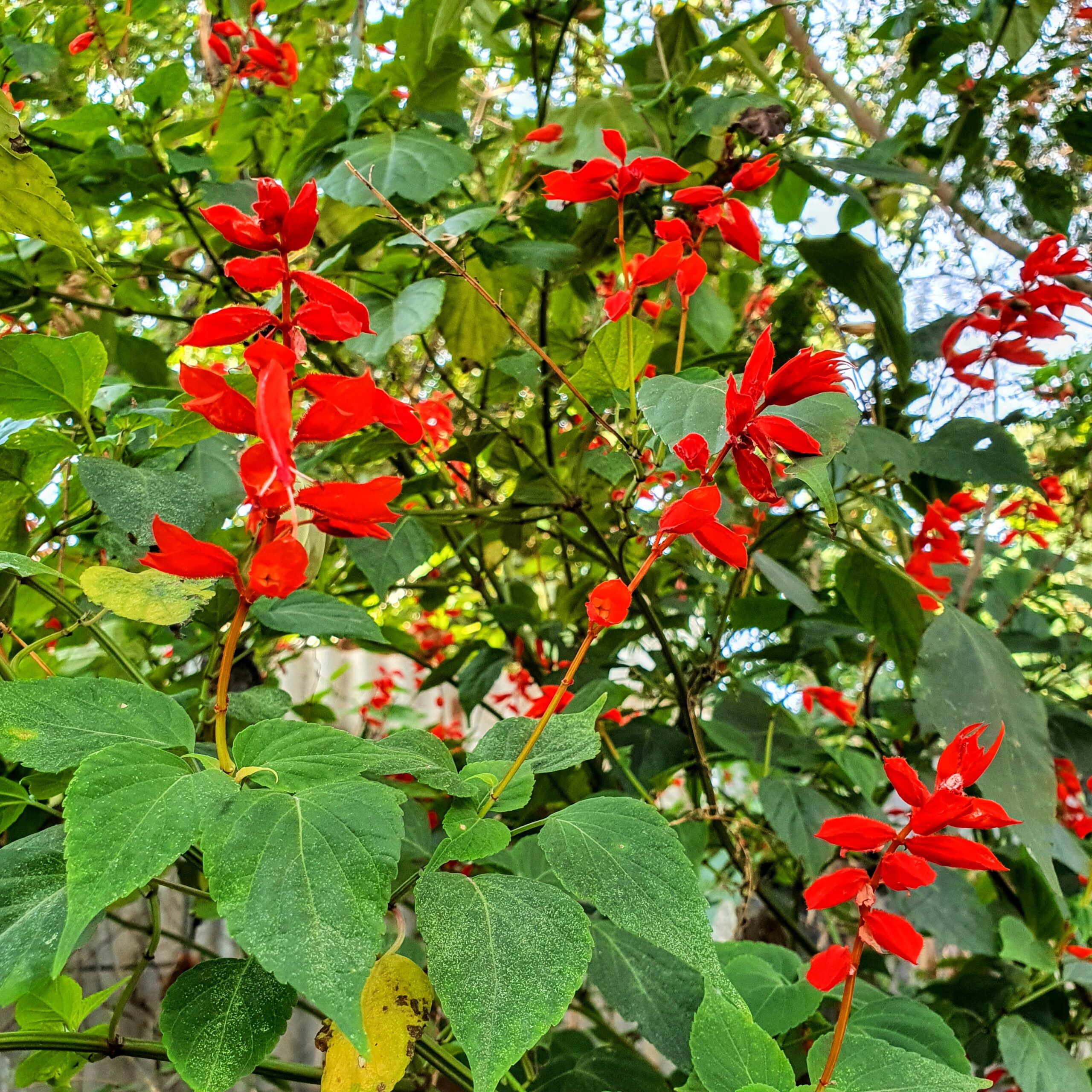 Em detalhe, folhas e flores do sangue-de-adão.