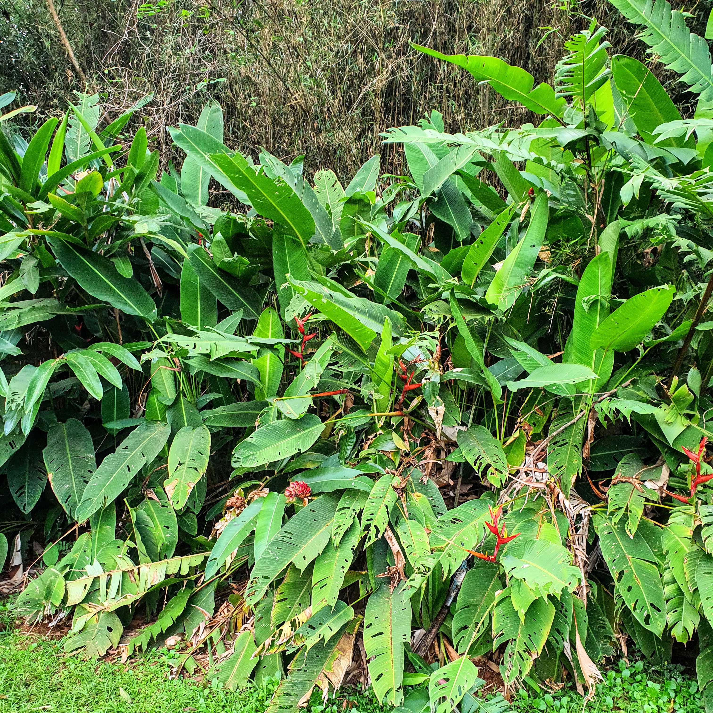 Maciço de bananeirinhas.