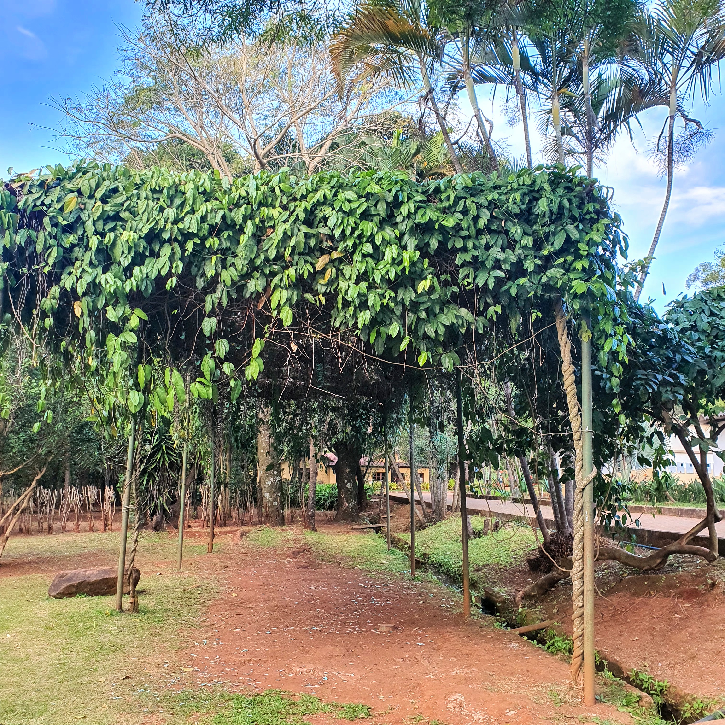 Jade verde em pergolado.