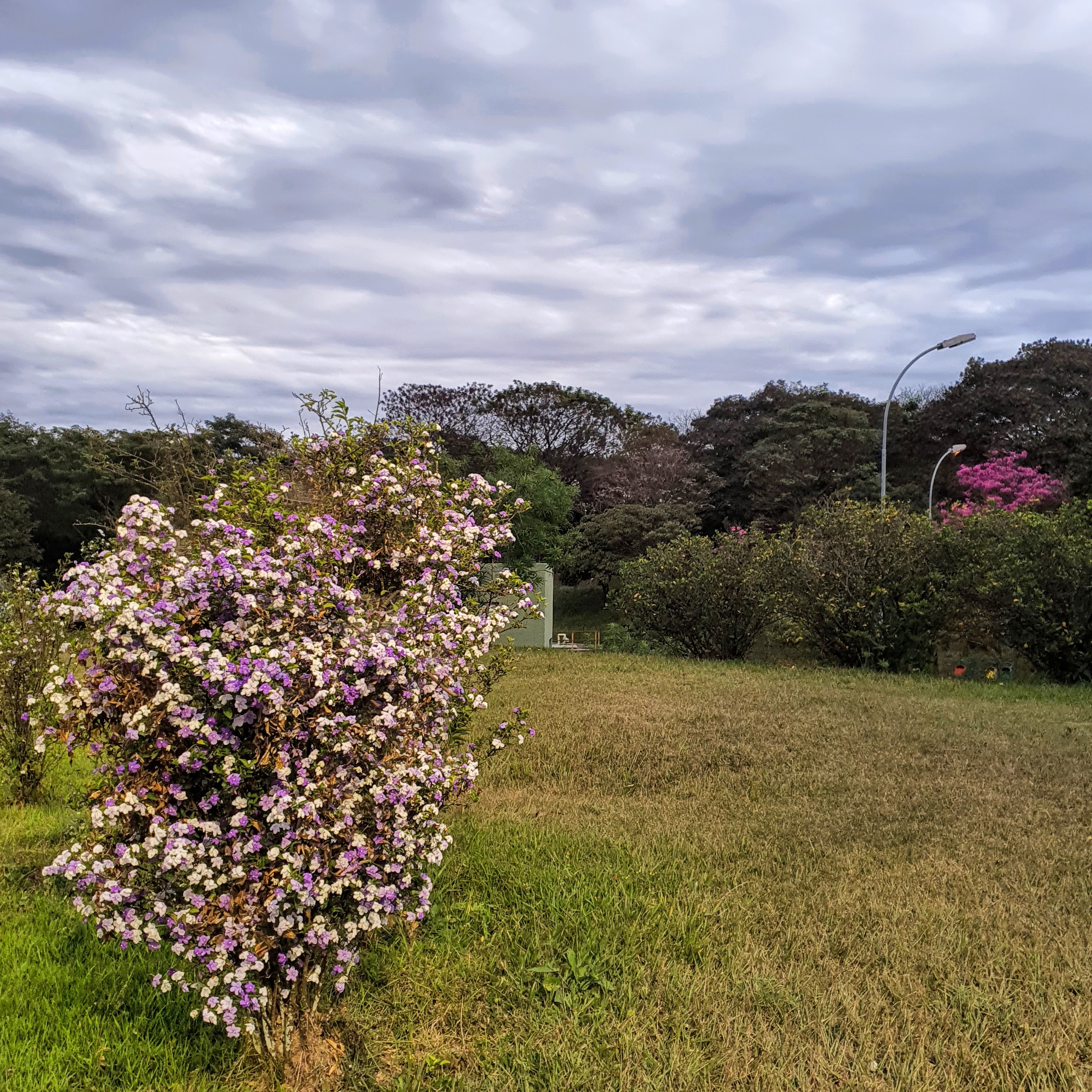 Manacá-de-jardim isolado.