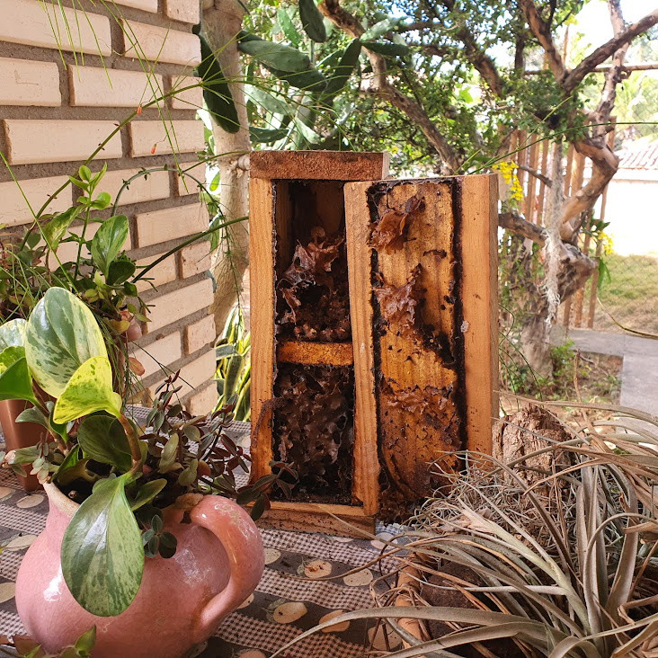 Casa das das abelhas jataís após invasão.