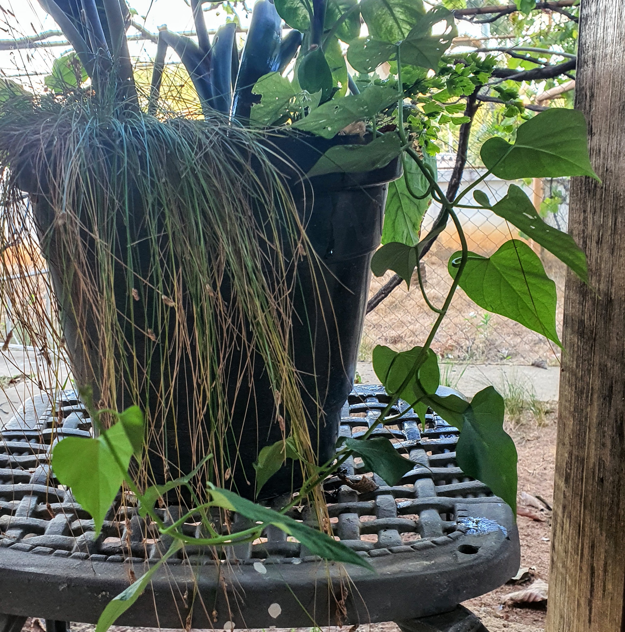 Batata-doce cultivada em vaso.
