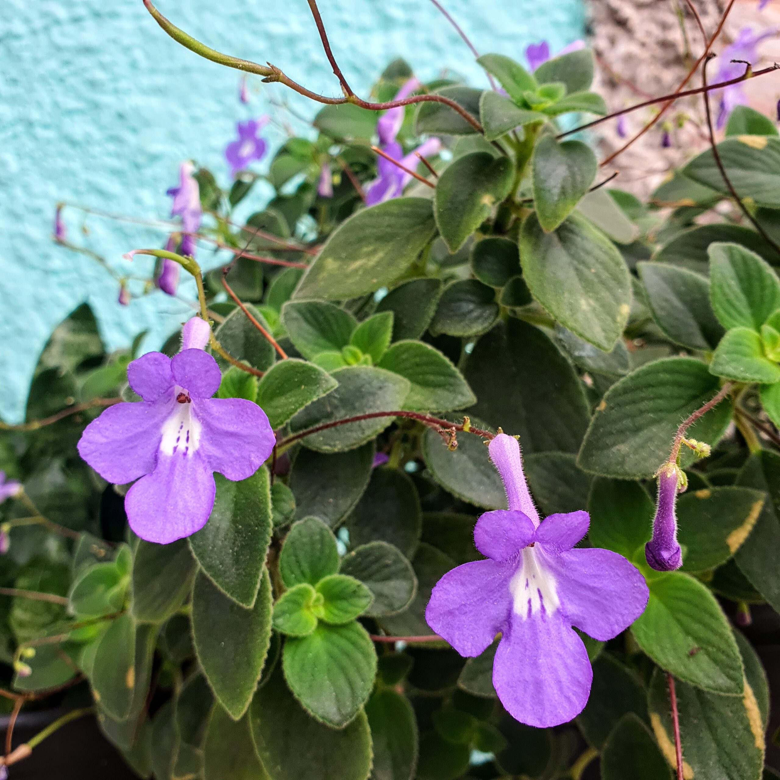 Streptocarpus x saxorum